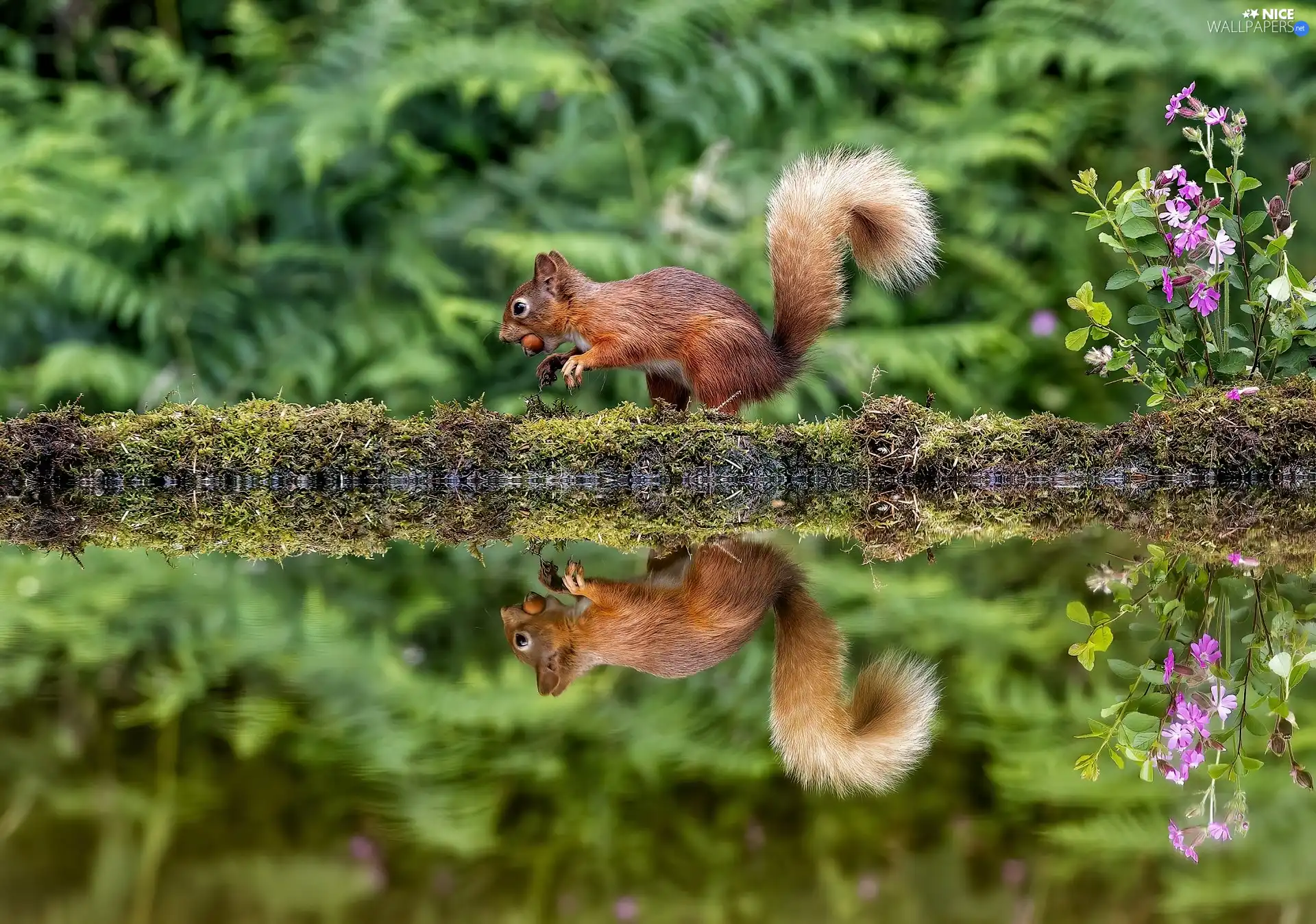 Moss, nut, water, trunk, squirrel, Flowers, reflection