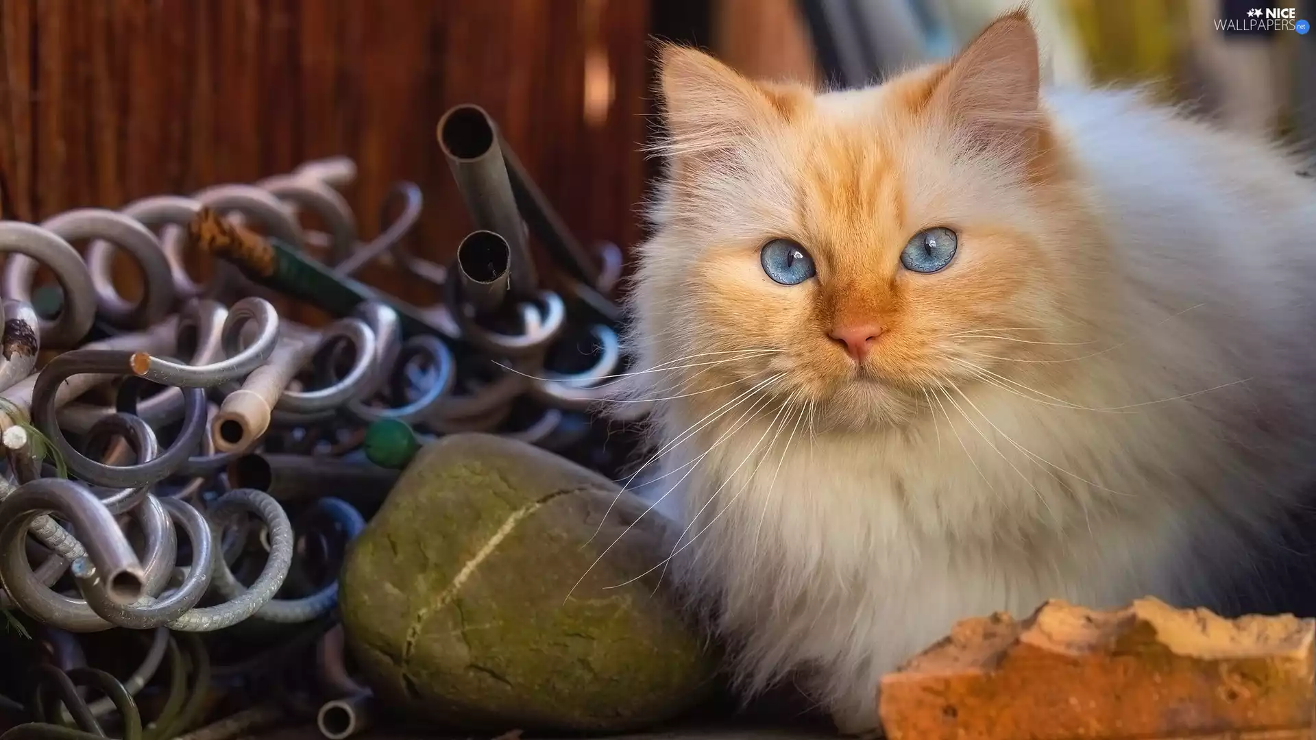 Stone, Blue Eyed, metal, cat, ginger, brick, tubing