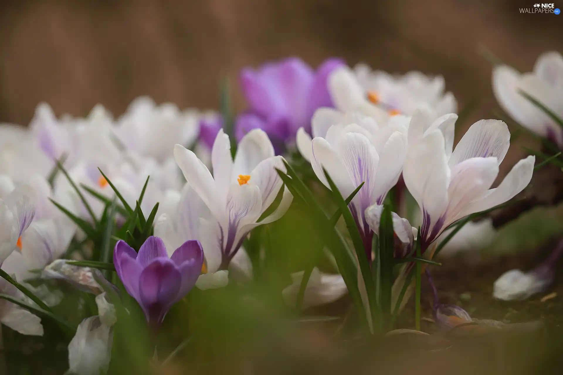 Tufts, crocuses, Flowers
