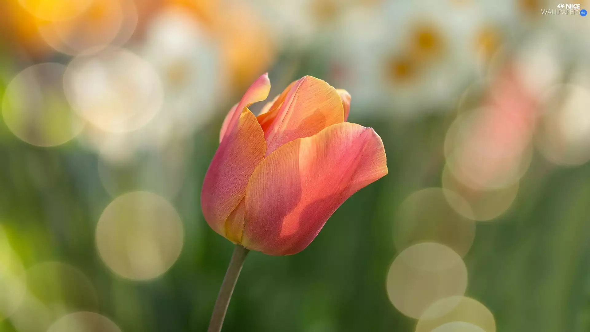 tulip, Bokeh