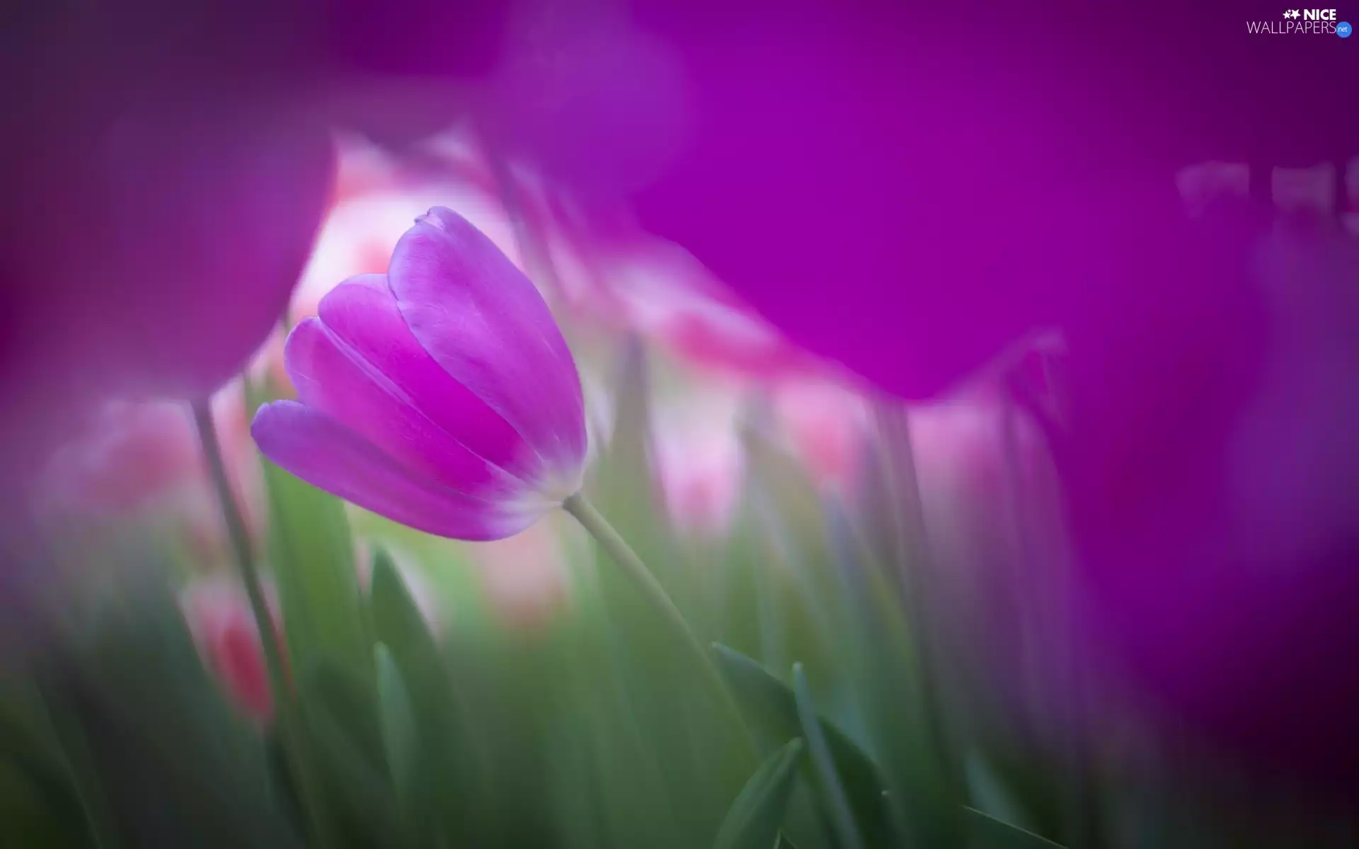 Violet, Colourfull Flowers, blur, glow, Green Stalk, tulip