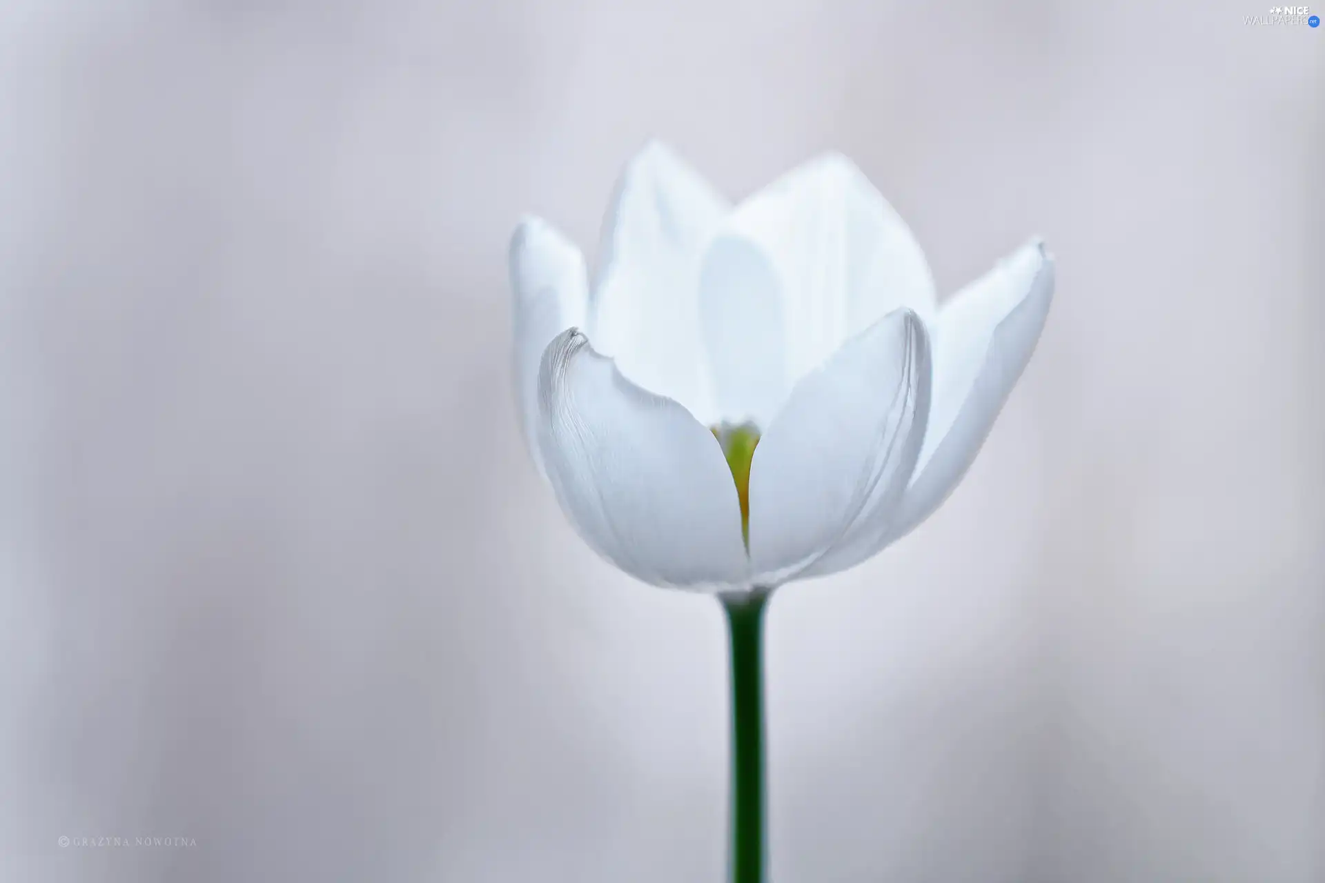 Colourfull Flowers, White, tulip