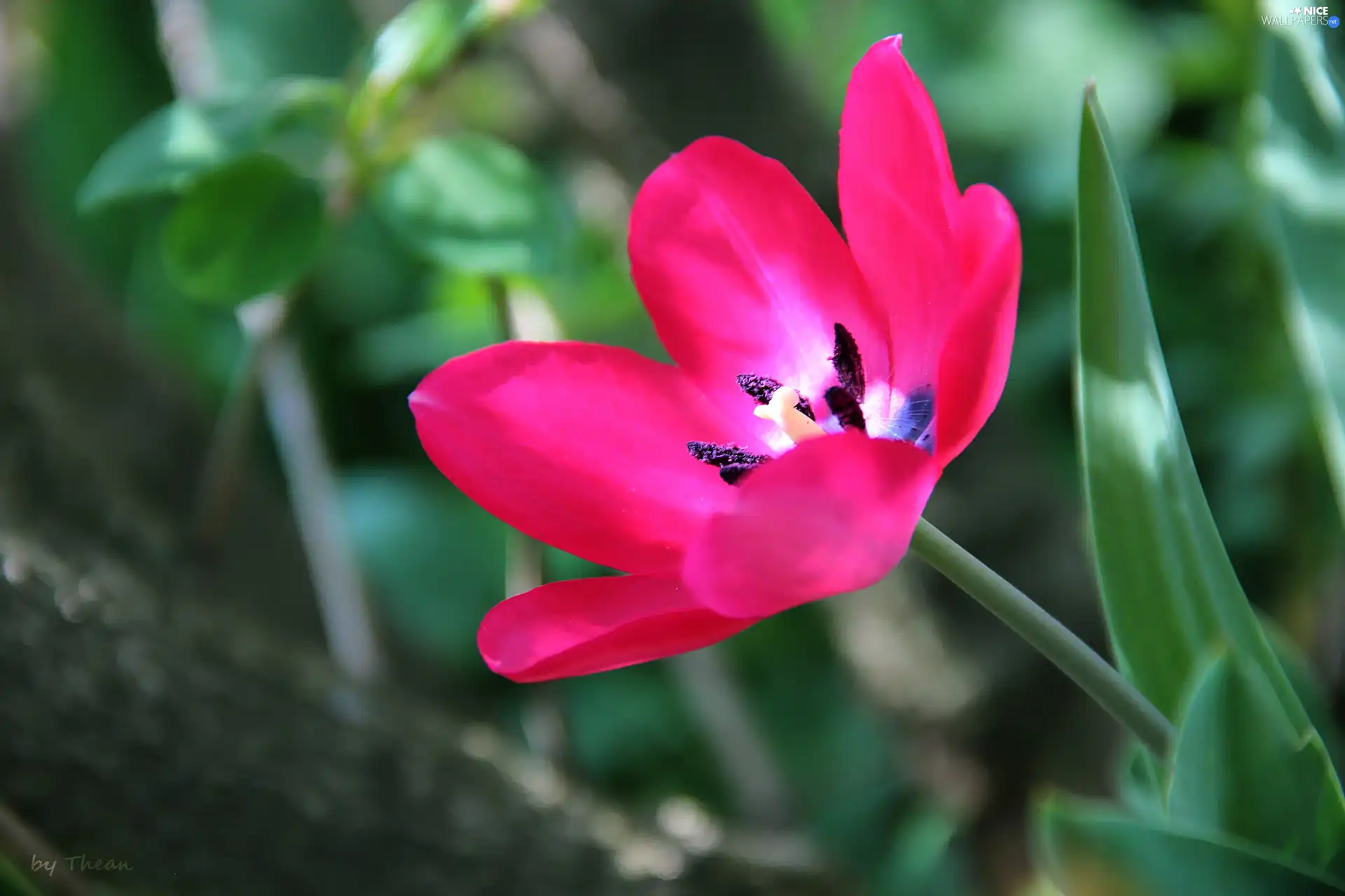 Pink, tulip