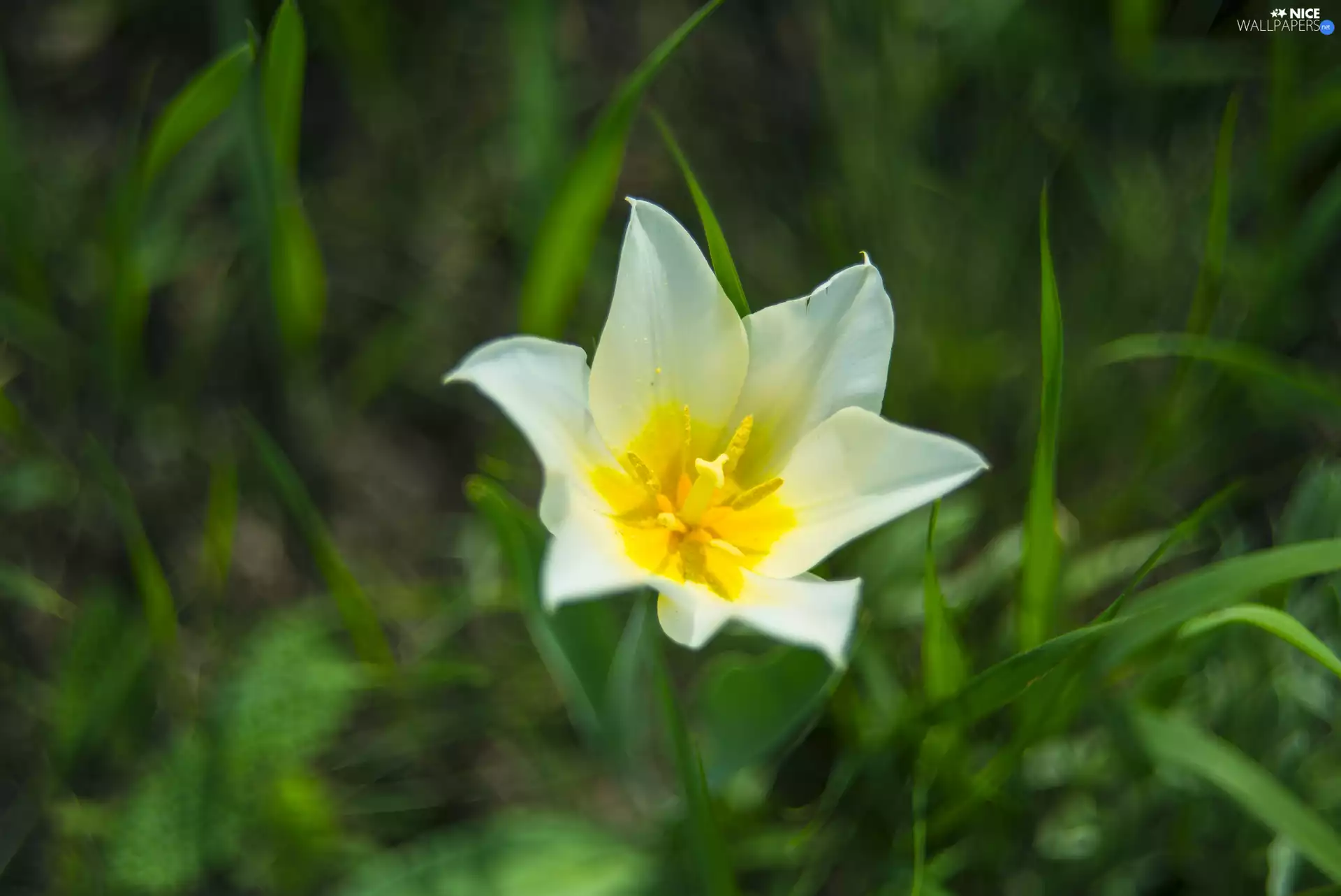 rapprochement, Colourfull Flowers, tulip