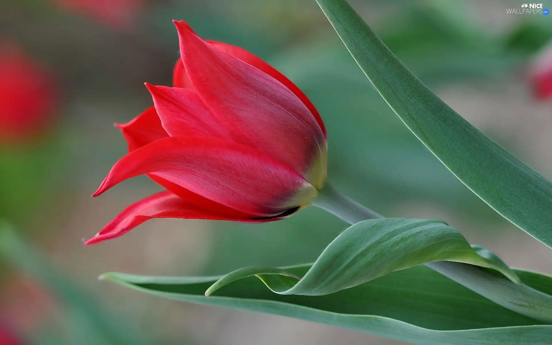 Red, tulip