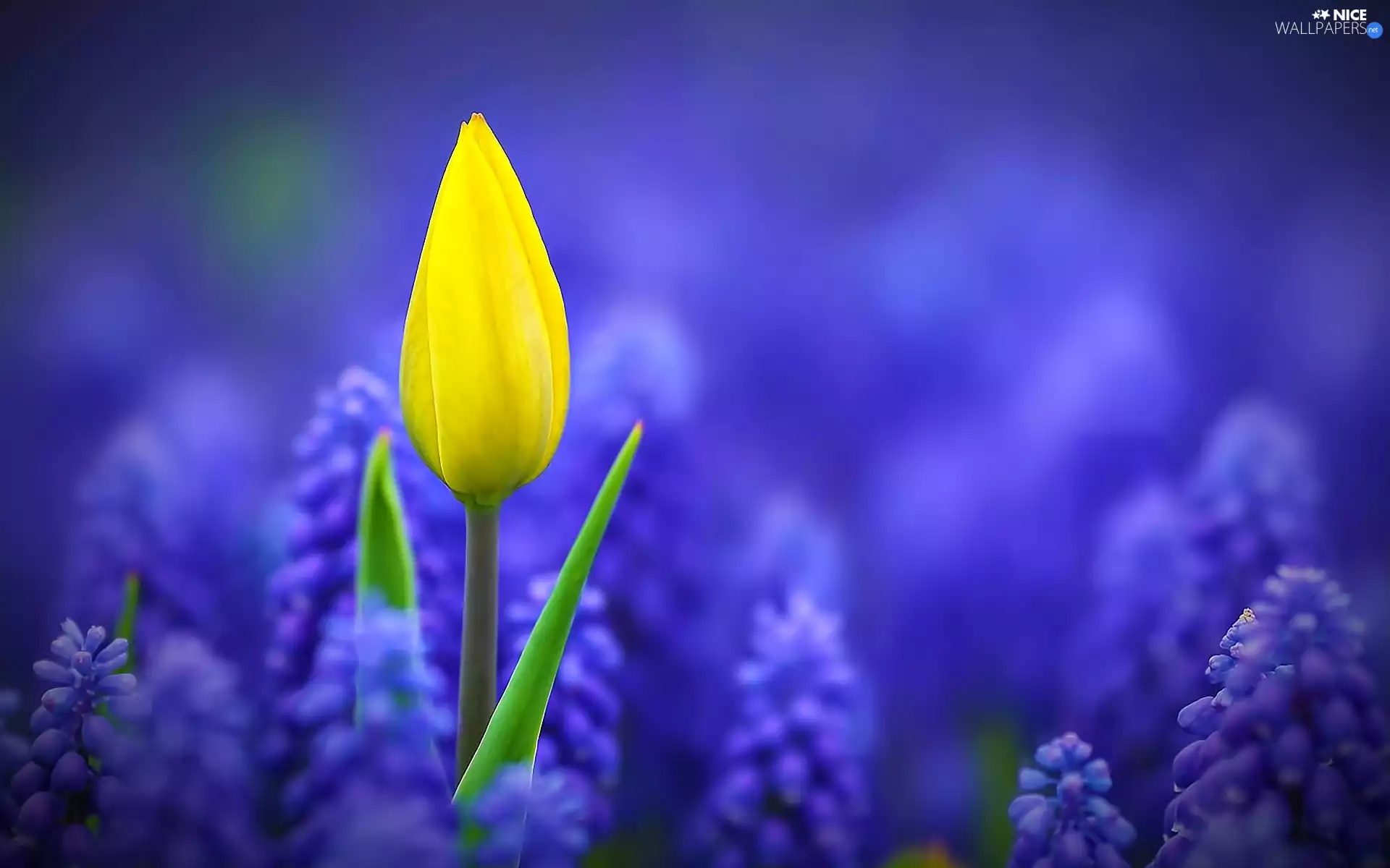 tulip, Muscari, Yellow
