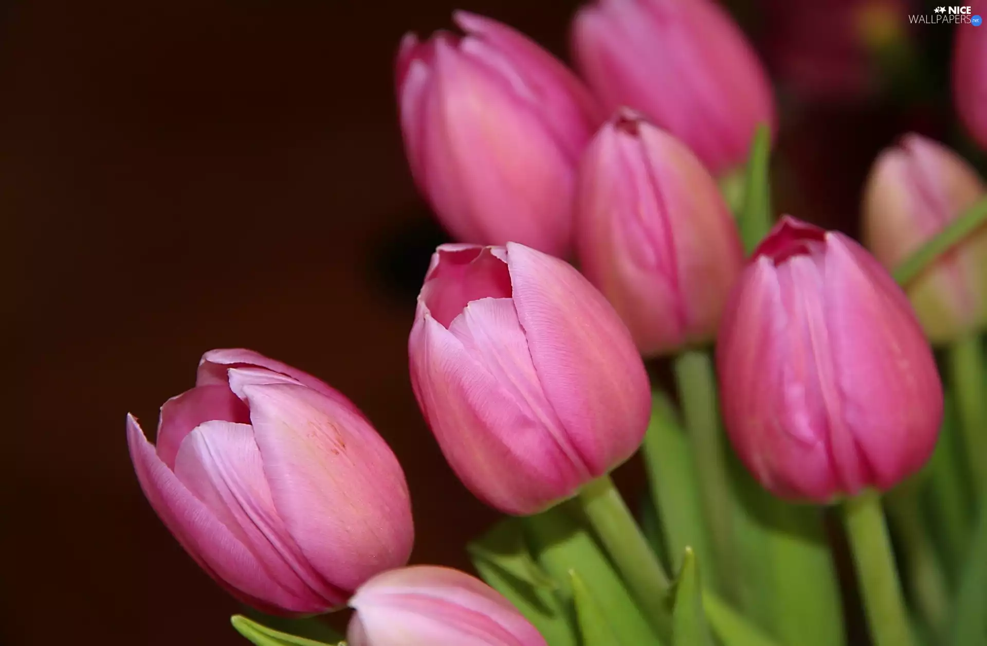 Tulips