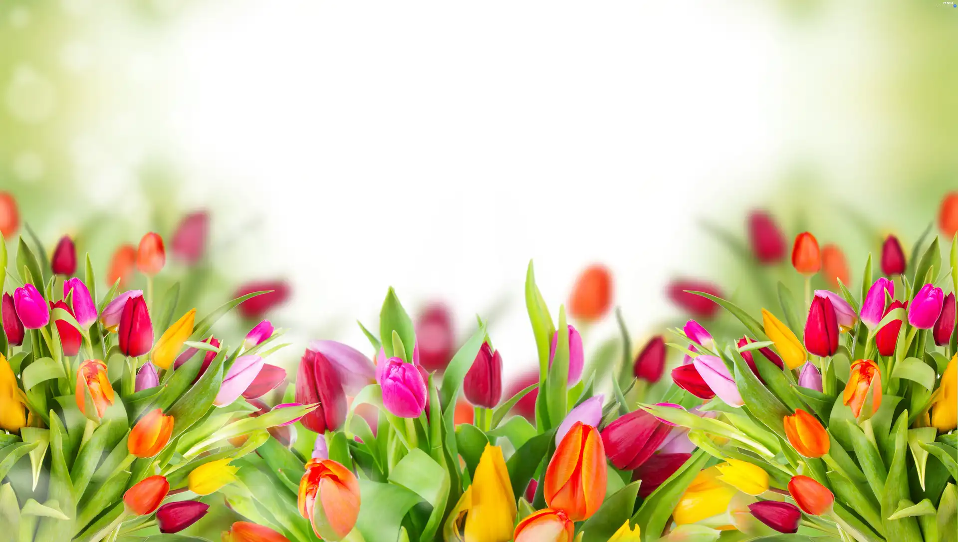 Tulips