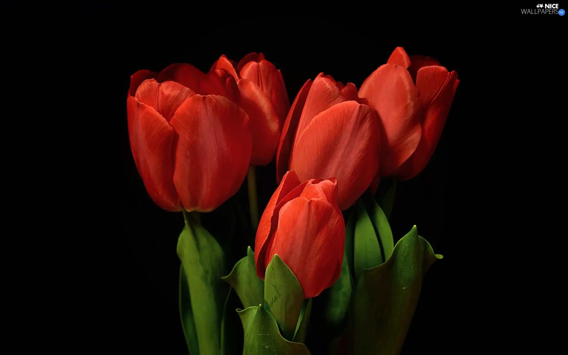 Tulips