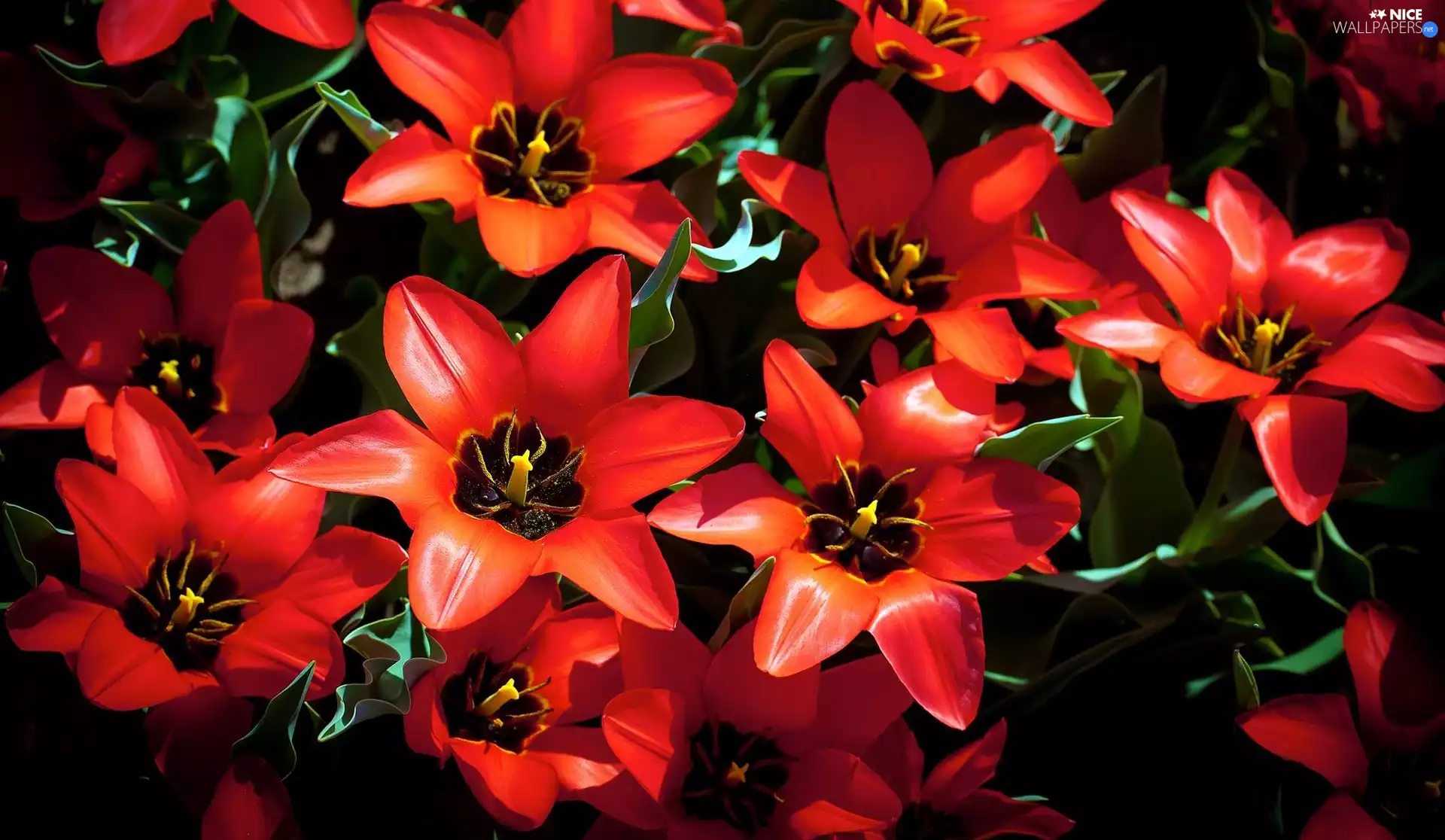 Tulips, Red, bloom