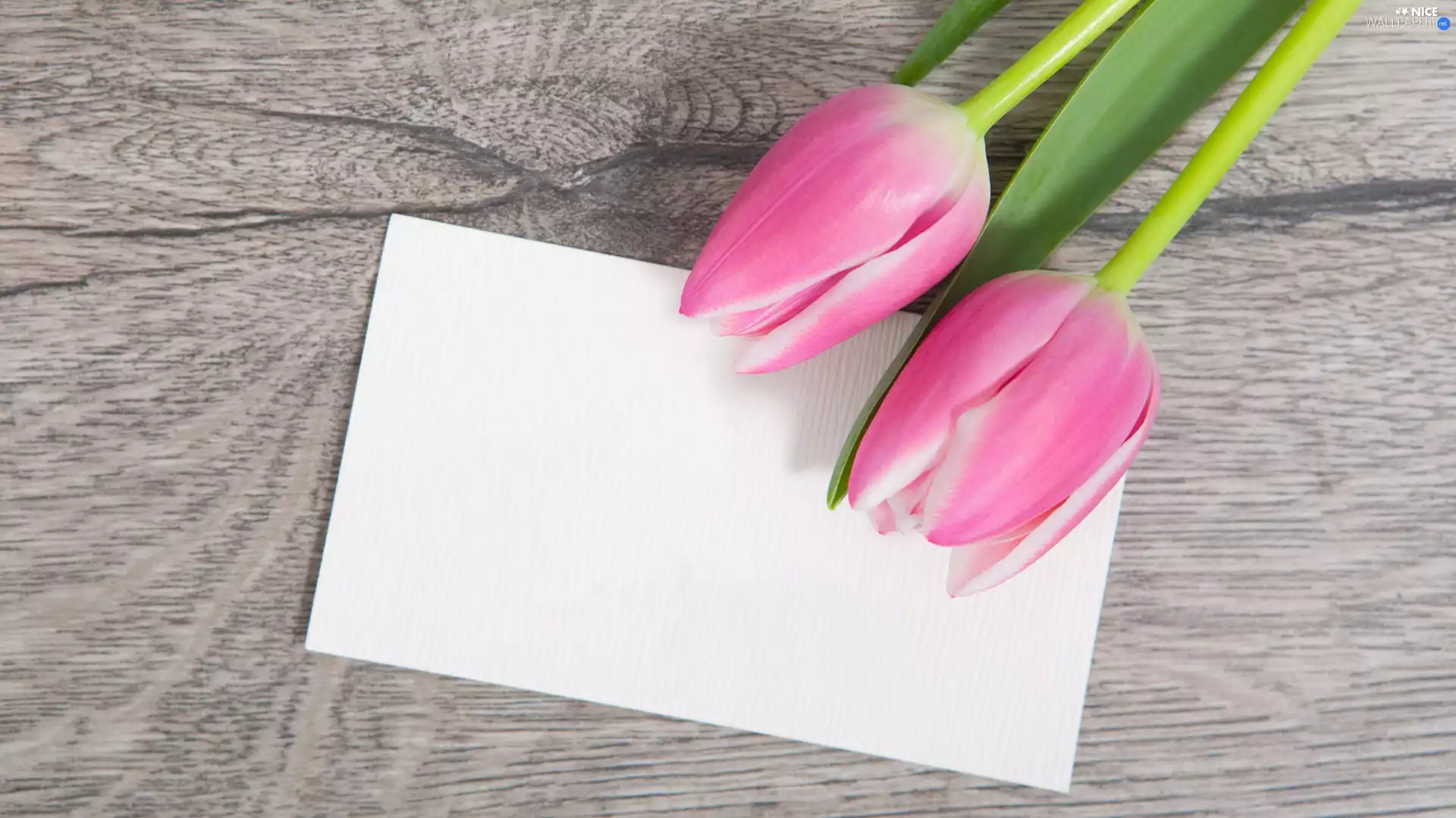 card, boarding, Pink, Tulips, Two cars