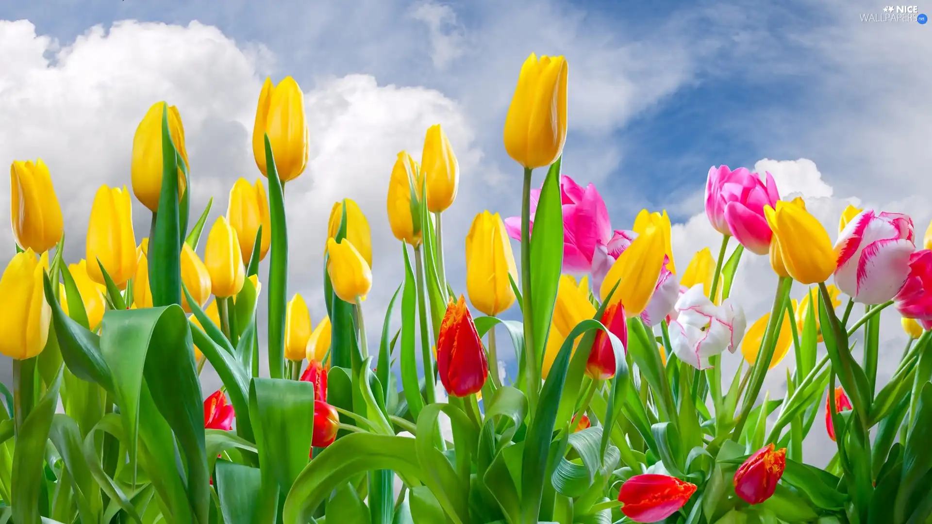 color, Sky, clouds, Tulips