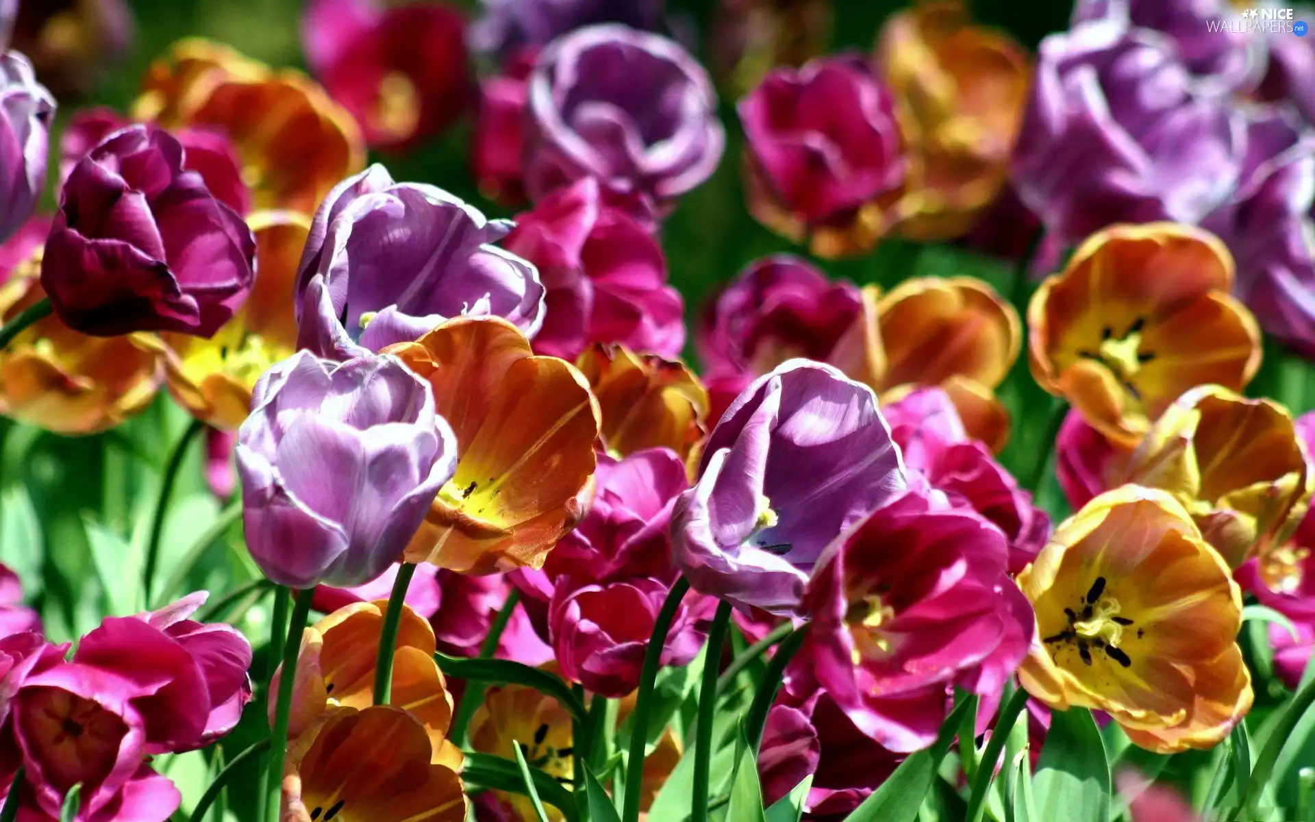 Tulips, Flowers, color
