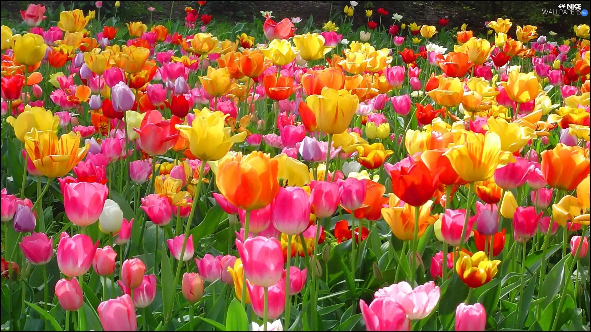 Tulips, Flowers, color