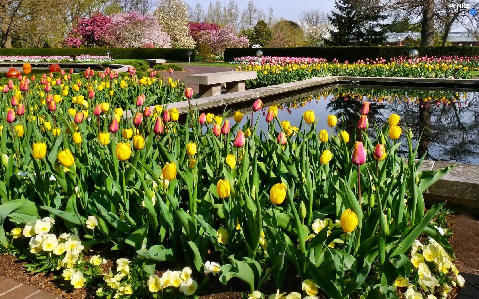 Tulips, Park, color