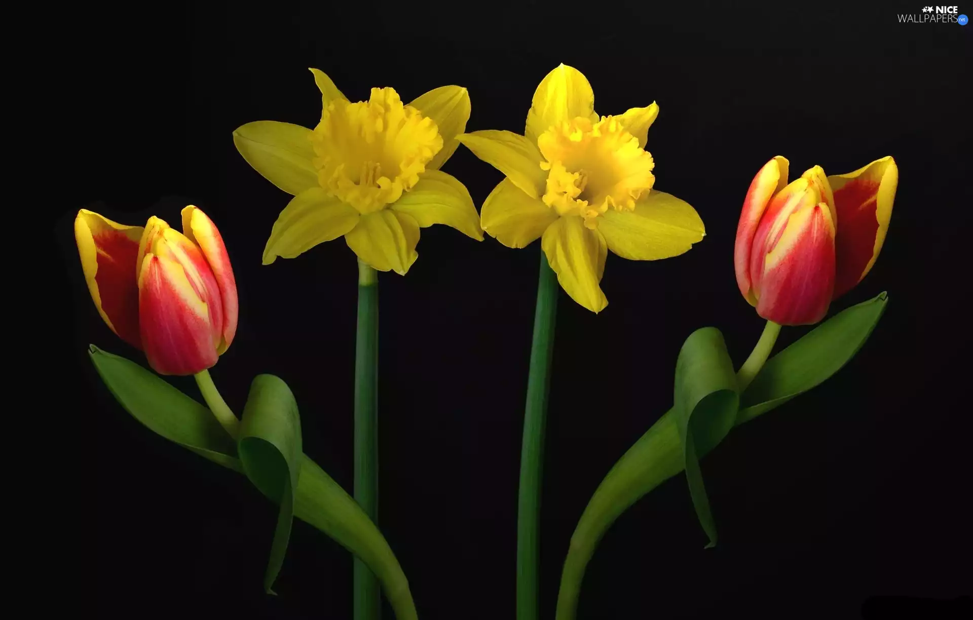 Tulips, Daffodils