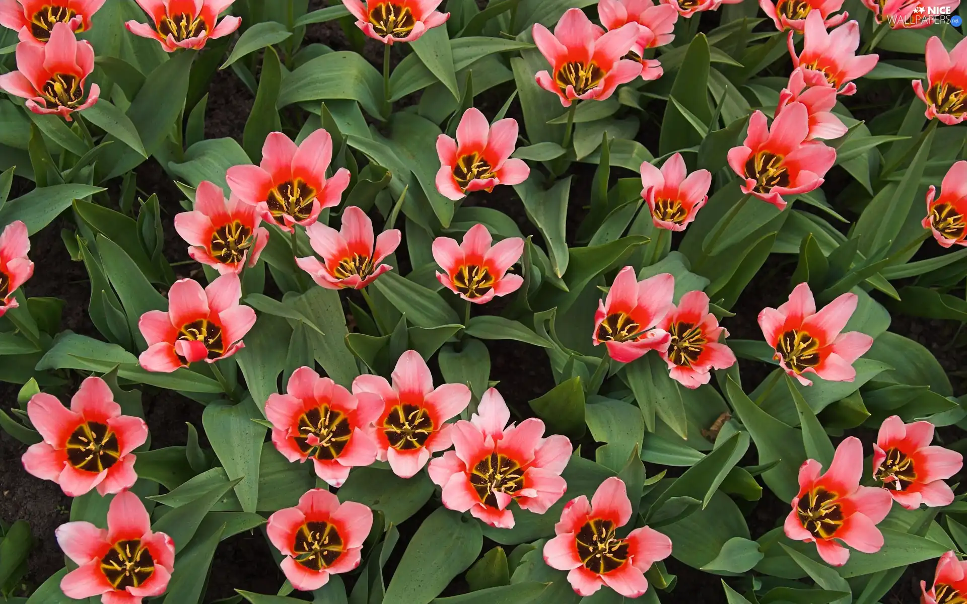 Tulips, Pink, developed