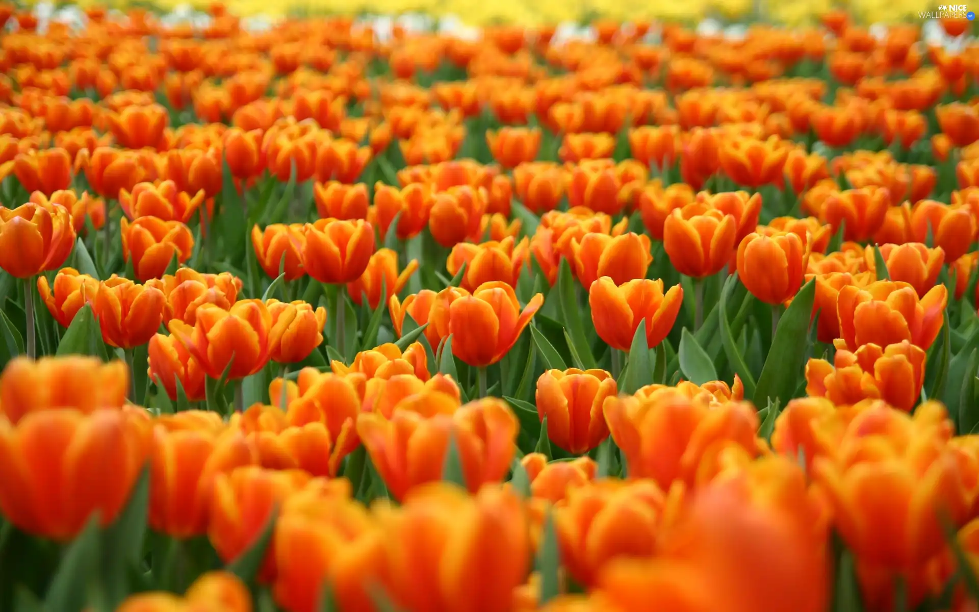 Field, tulips