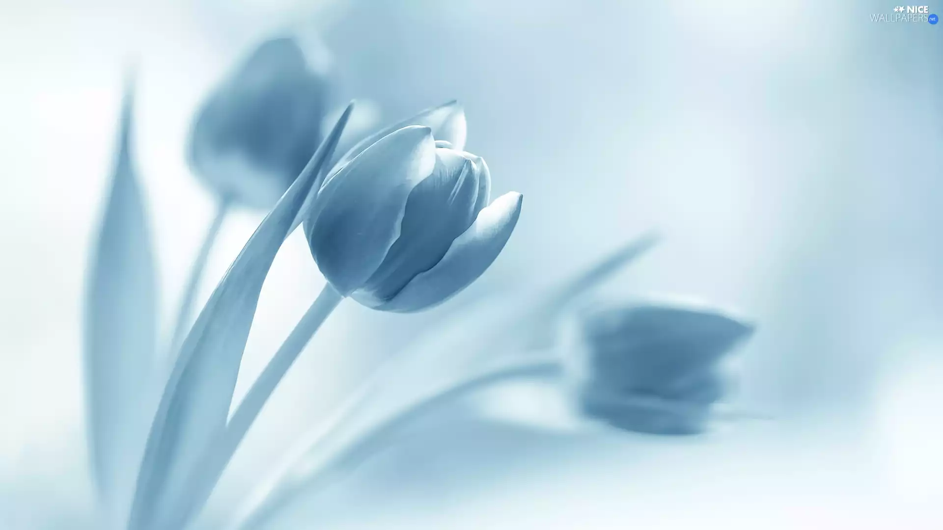 Flowers, fuzzy, background, Tulips