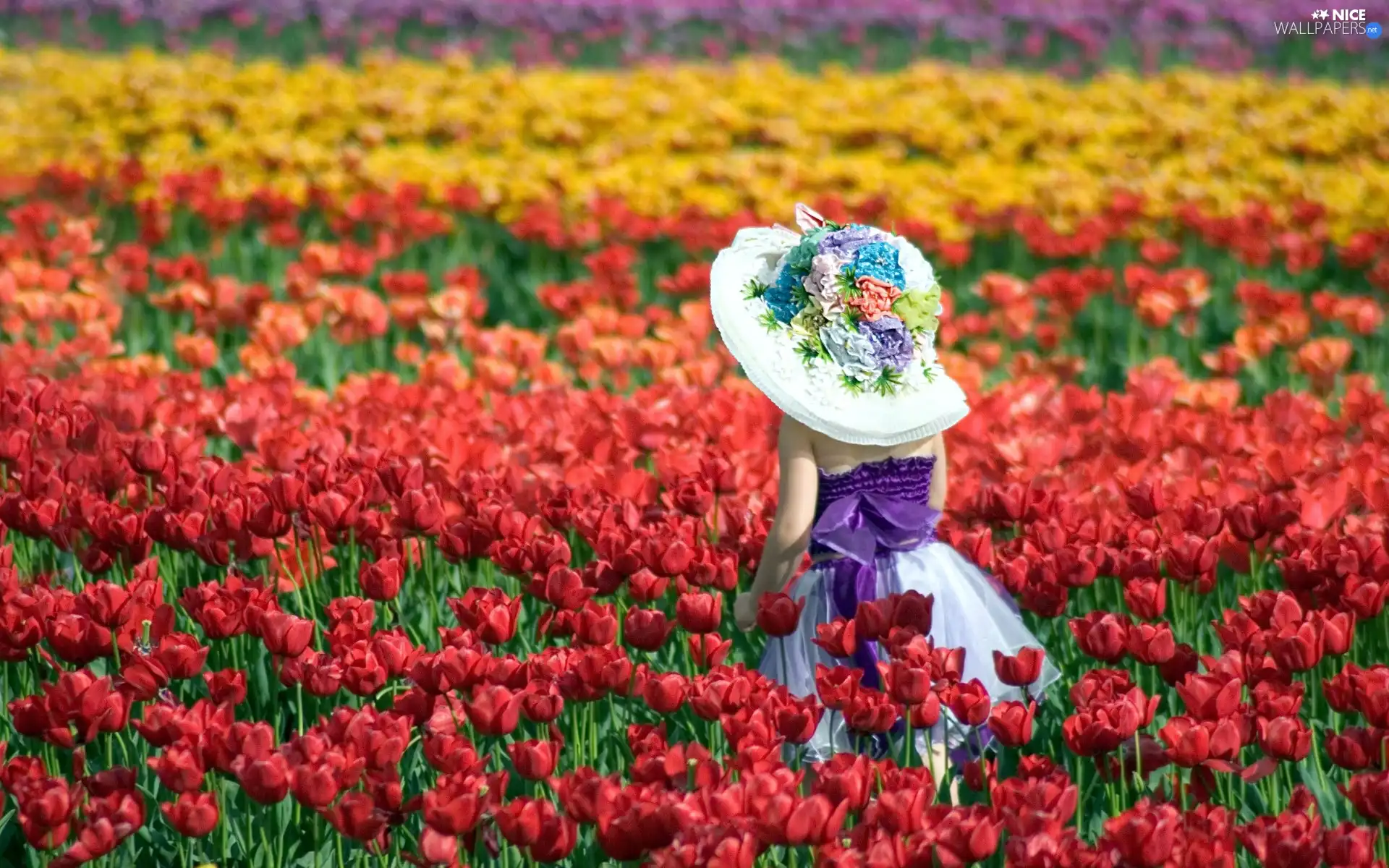 girl, Field, tulips, hat