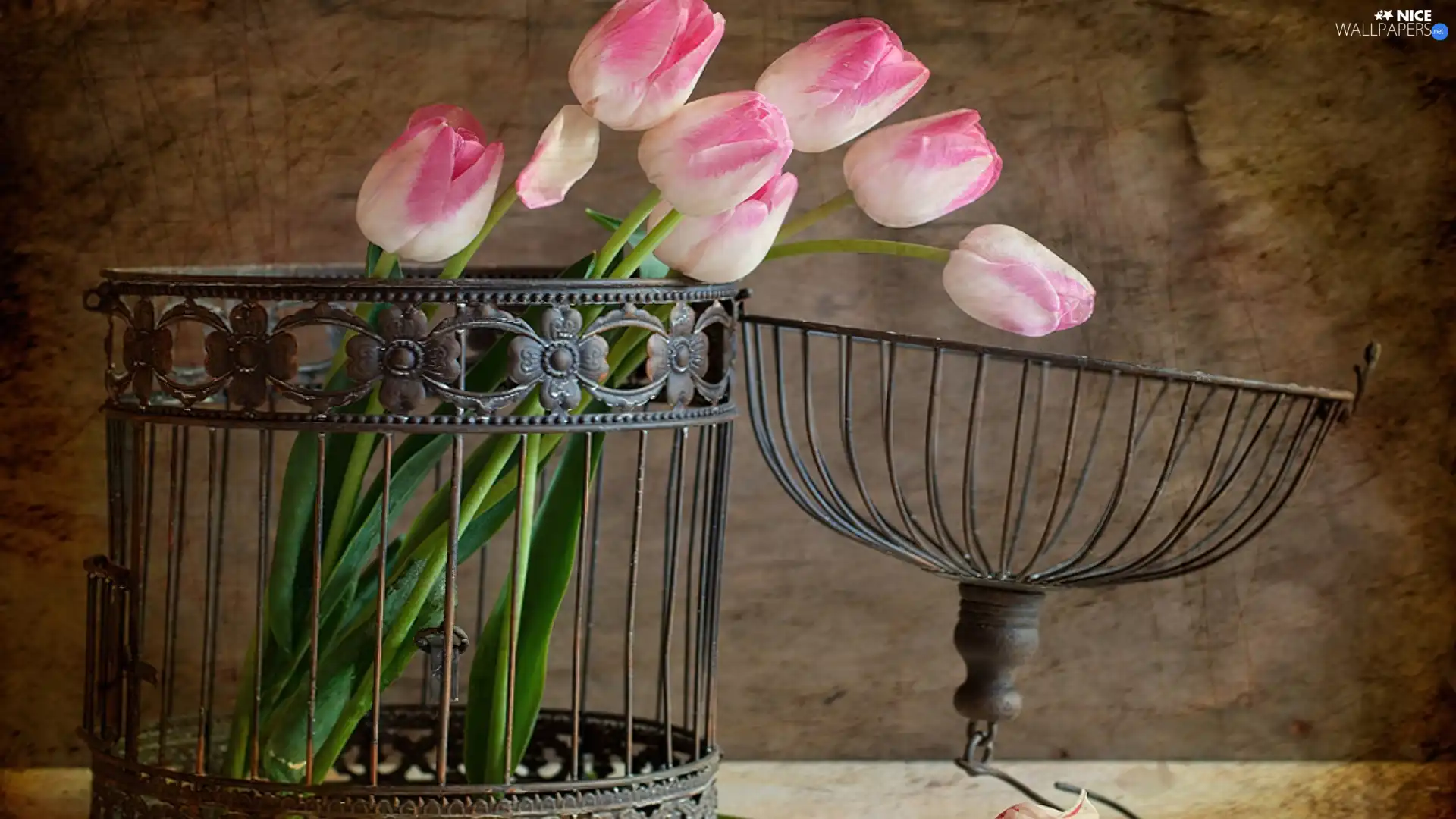 Metal, Pink, Tulips, Cage