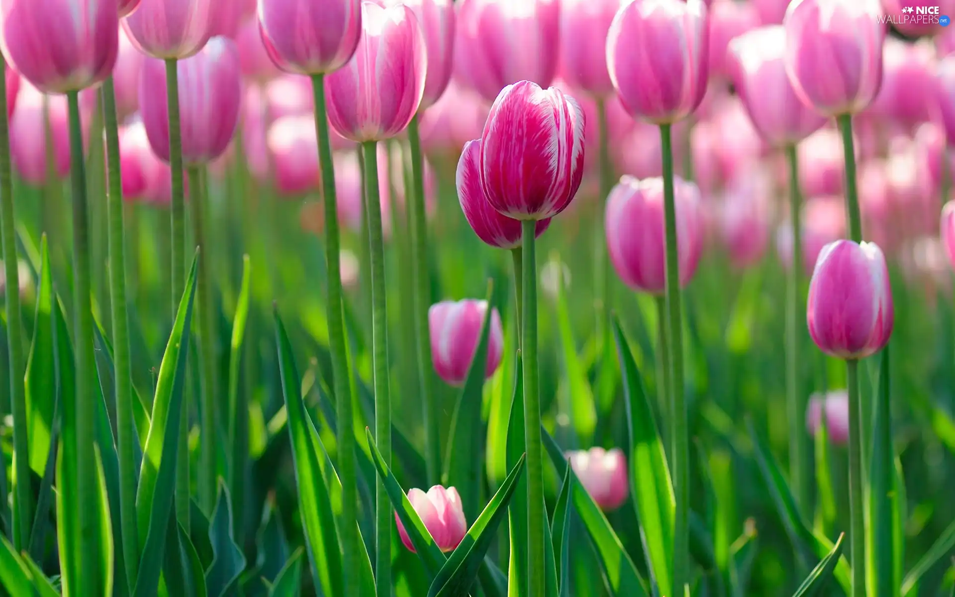 Pink, Tulips