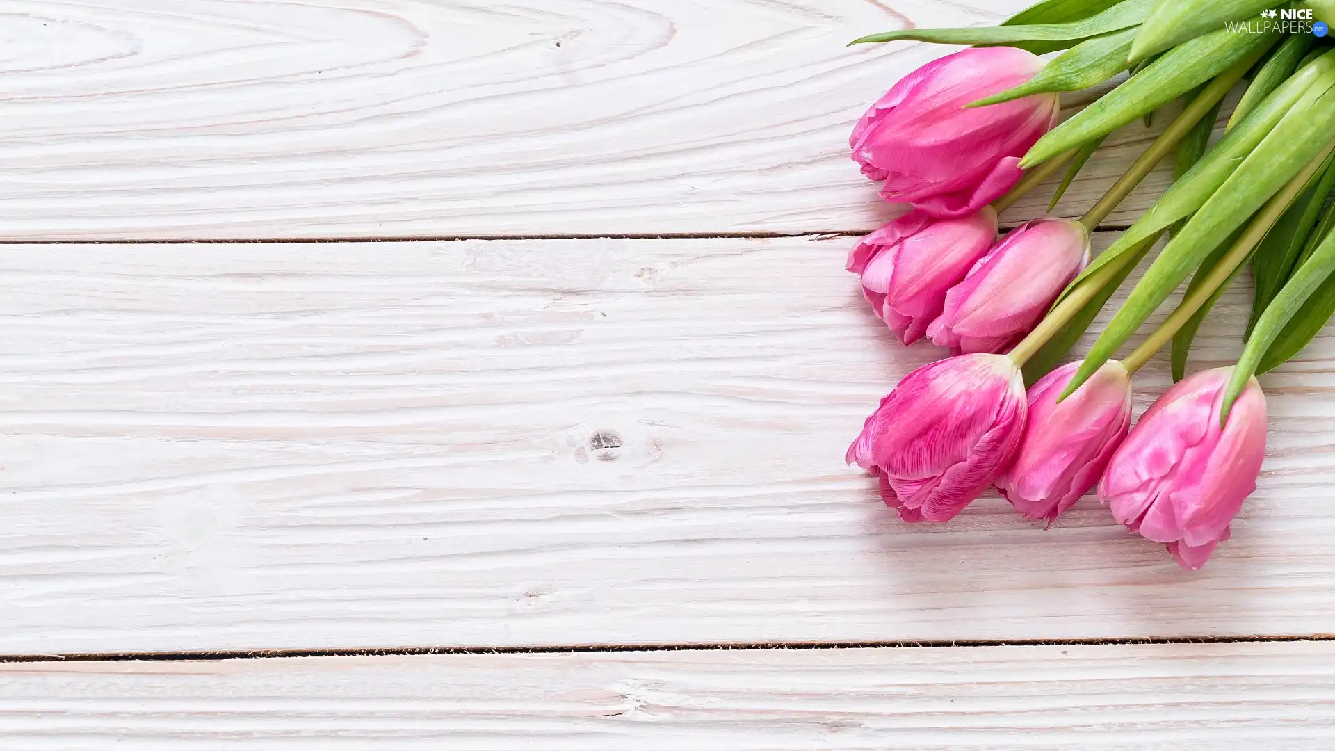 Pink, White, boarding, Tulips