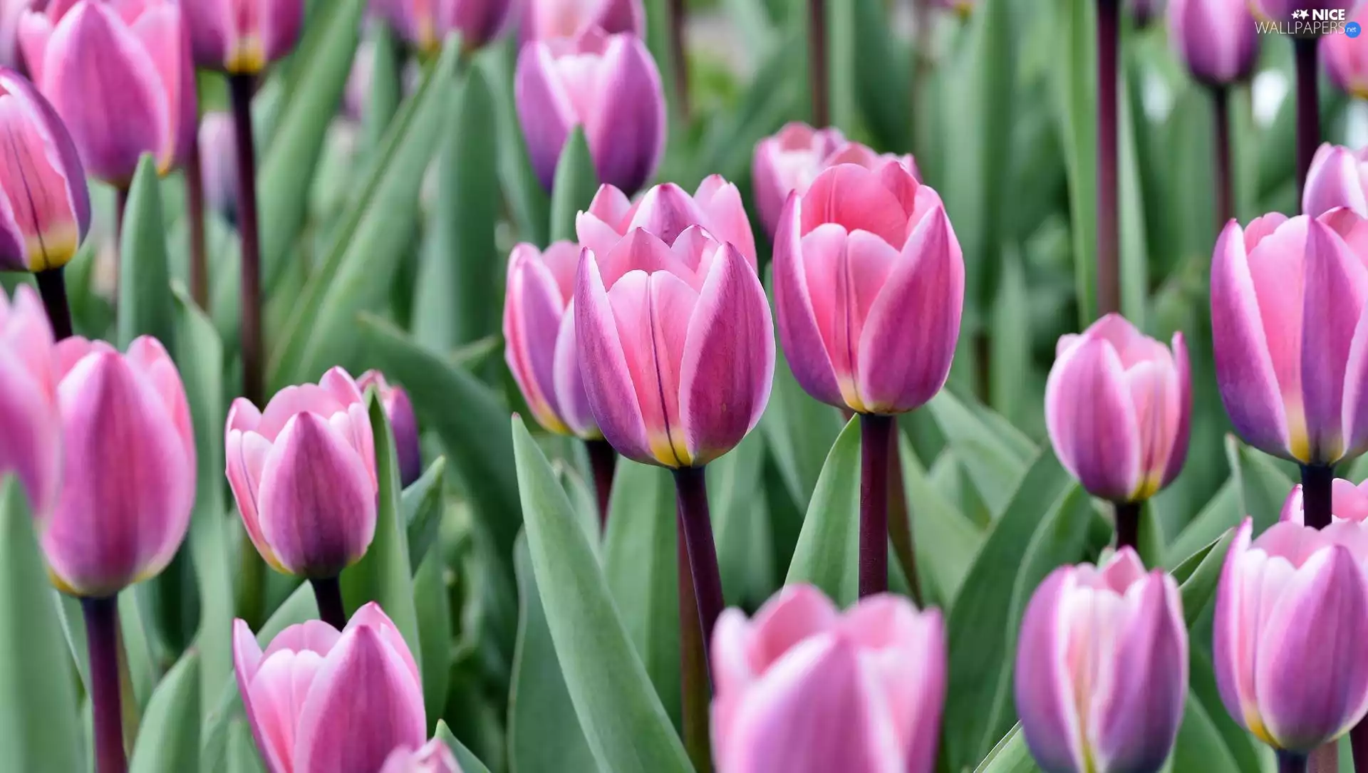 Tulips, flourishing, Pink