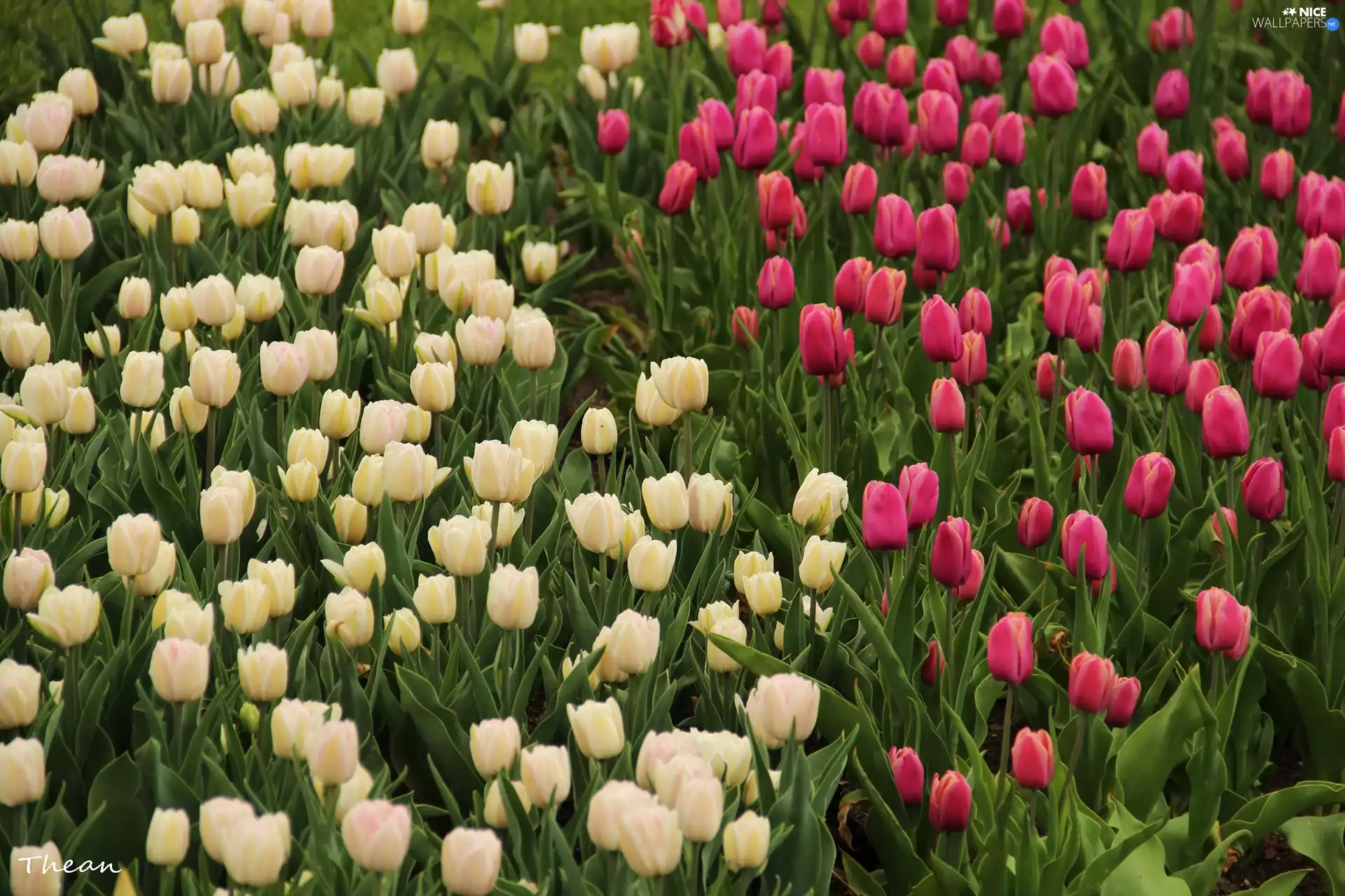 Tulips, White, Pink