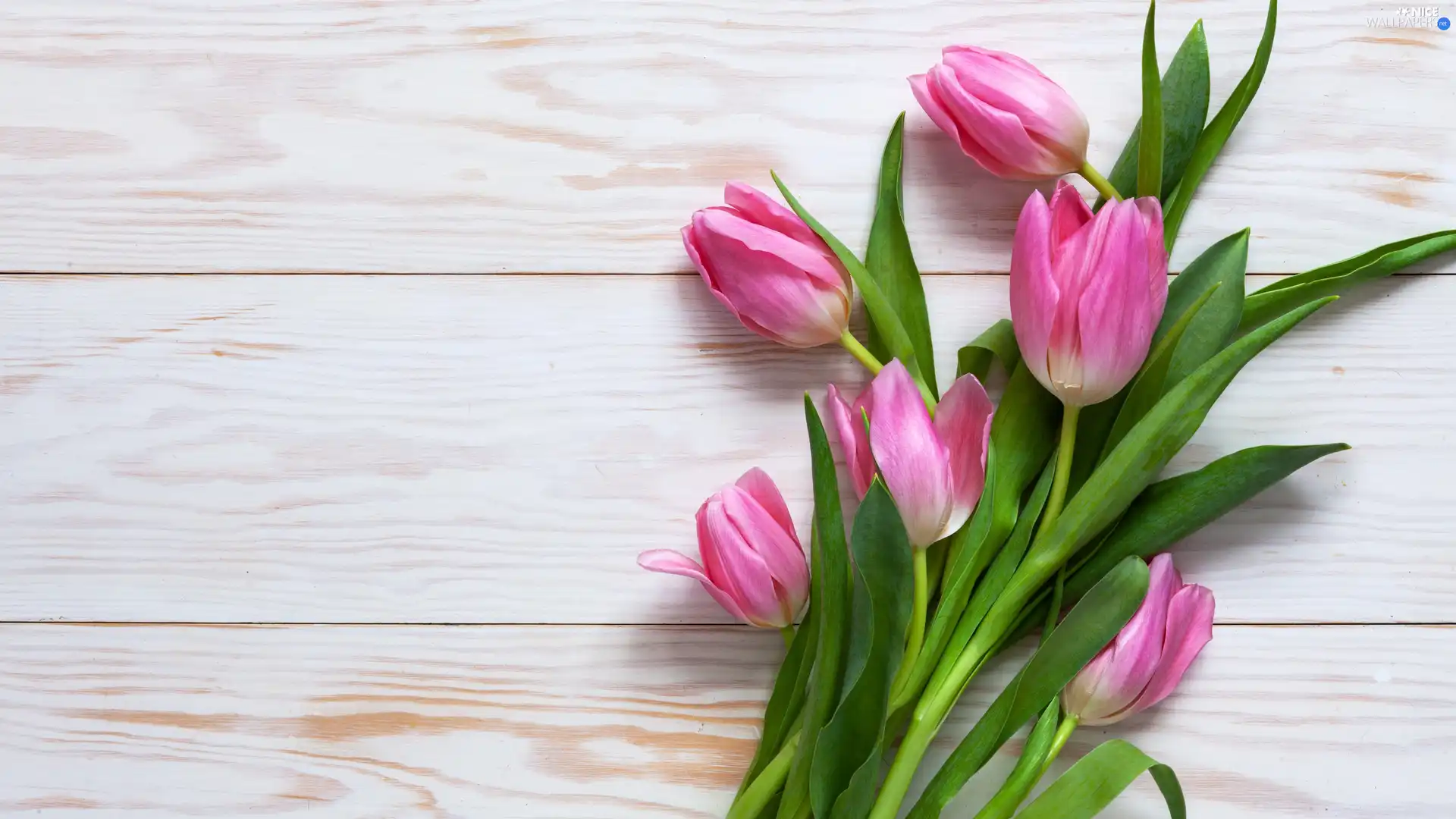 Pink, boarding, White, Tulips