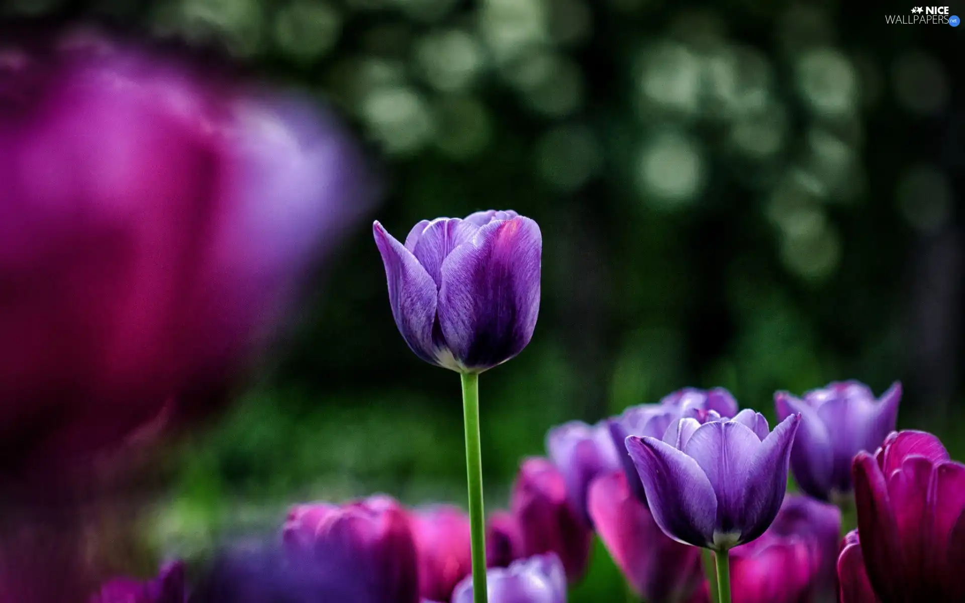 purple, Tulips