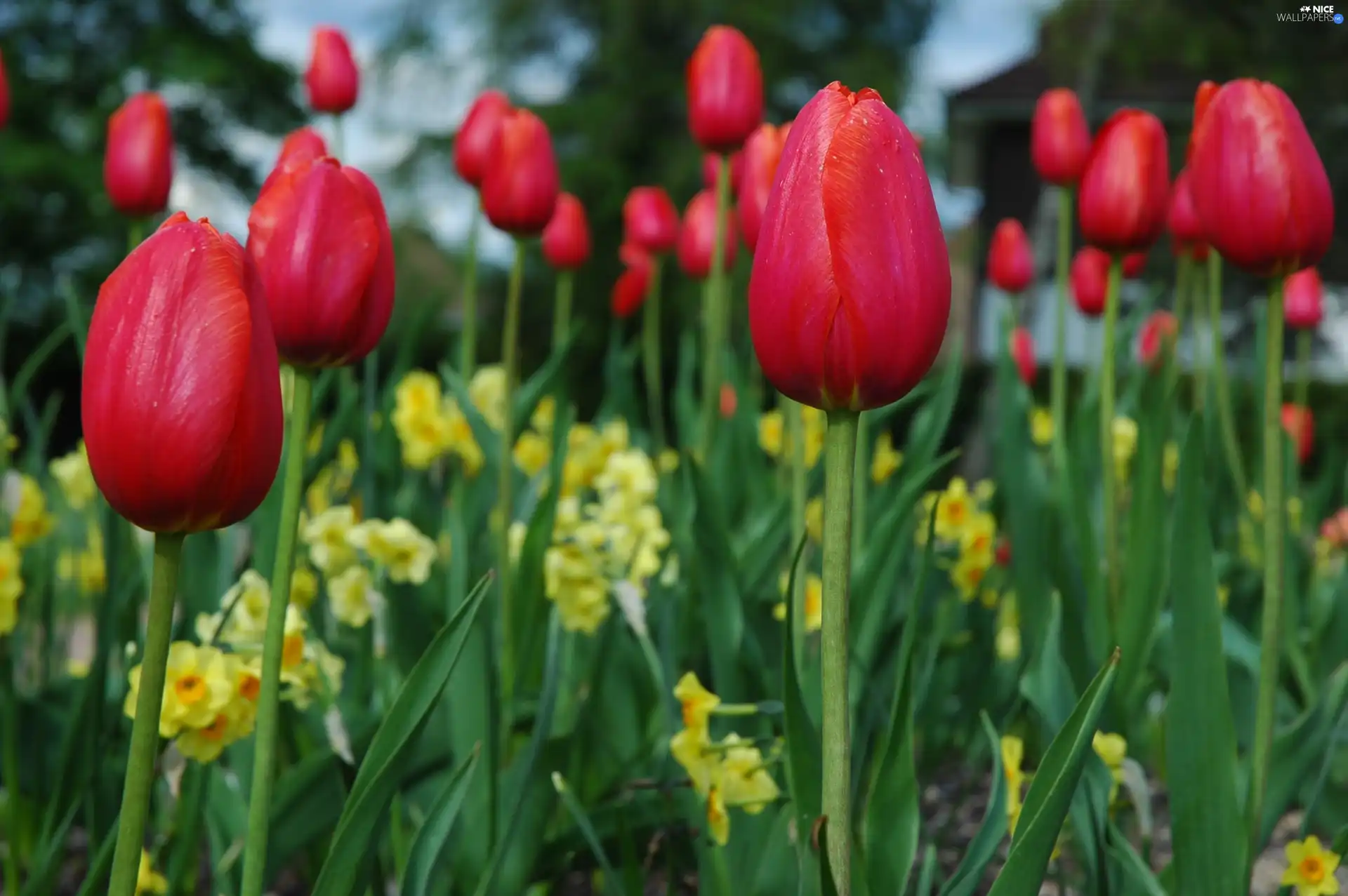 Red, Tulips