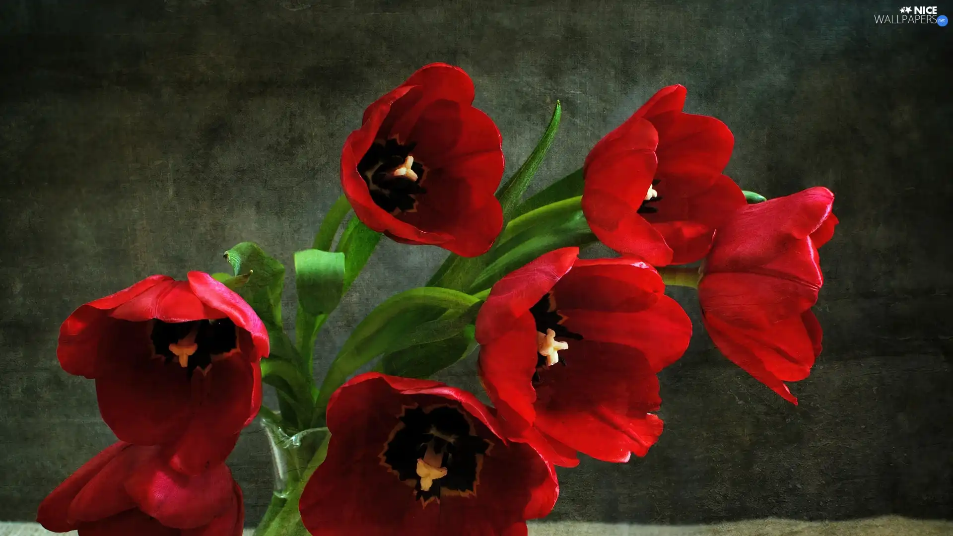 Red, Tulips