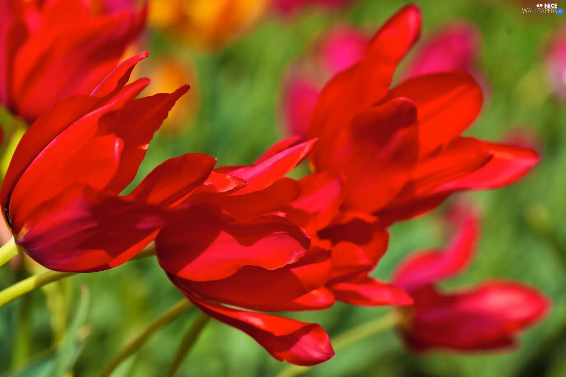 Red, Tulips