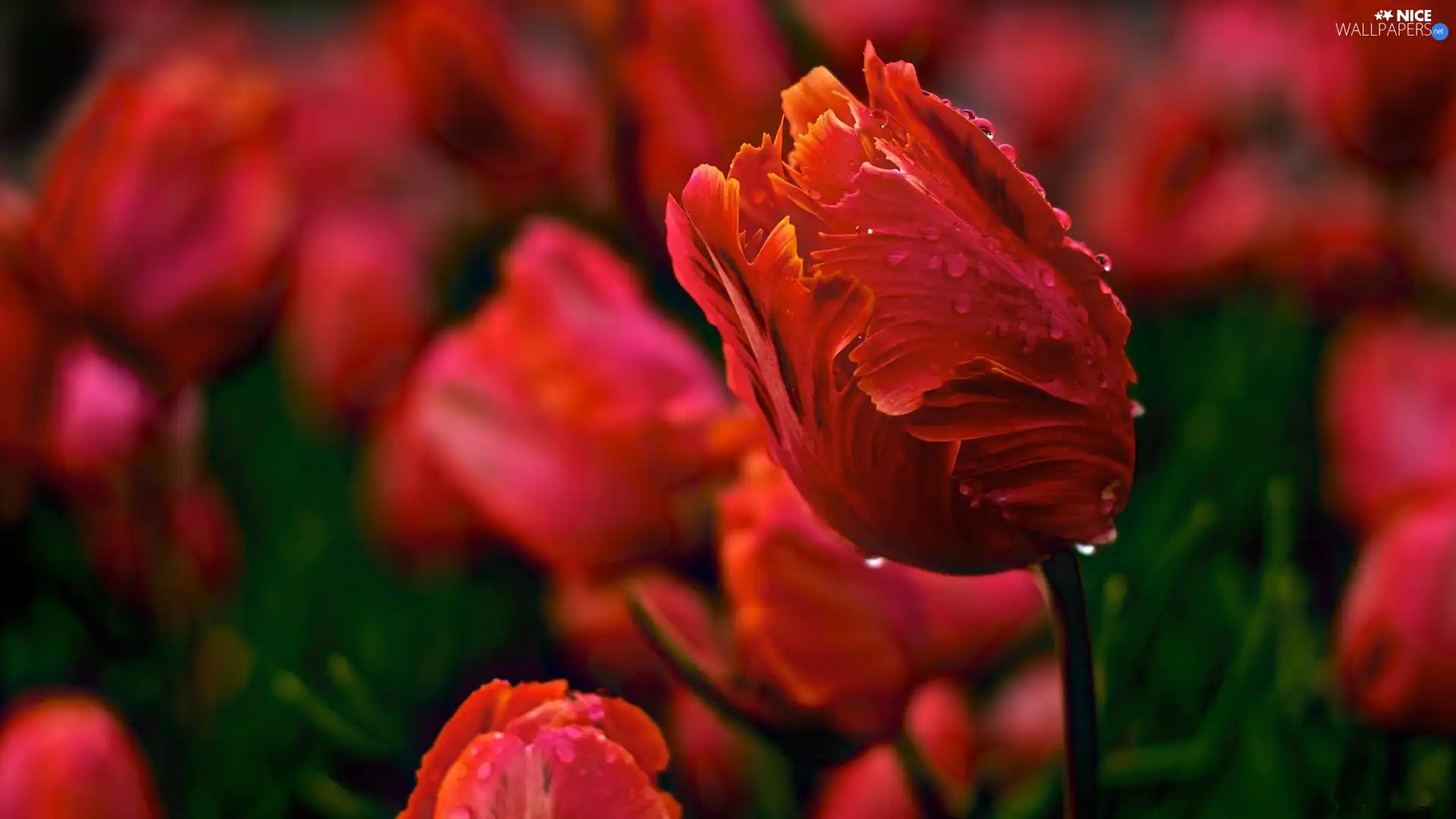 Red, Tulips