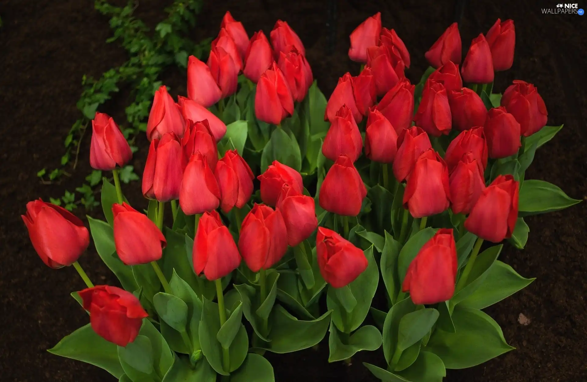 Red, Tulips