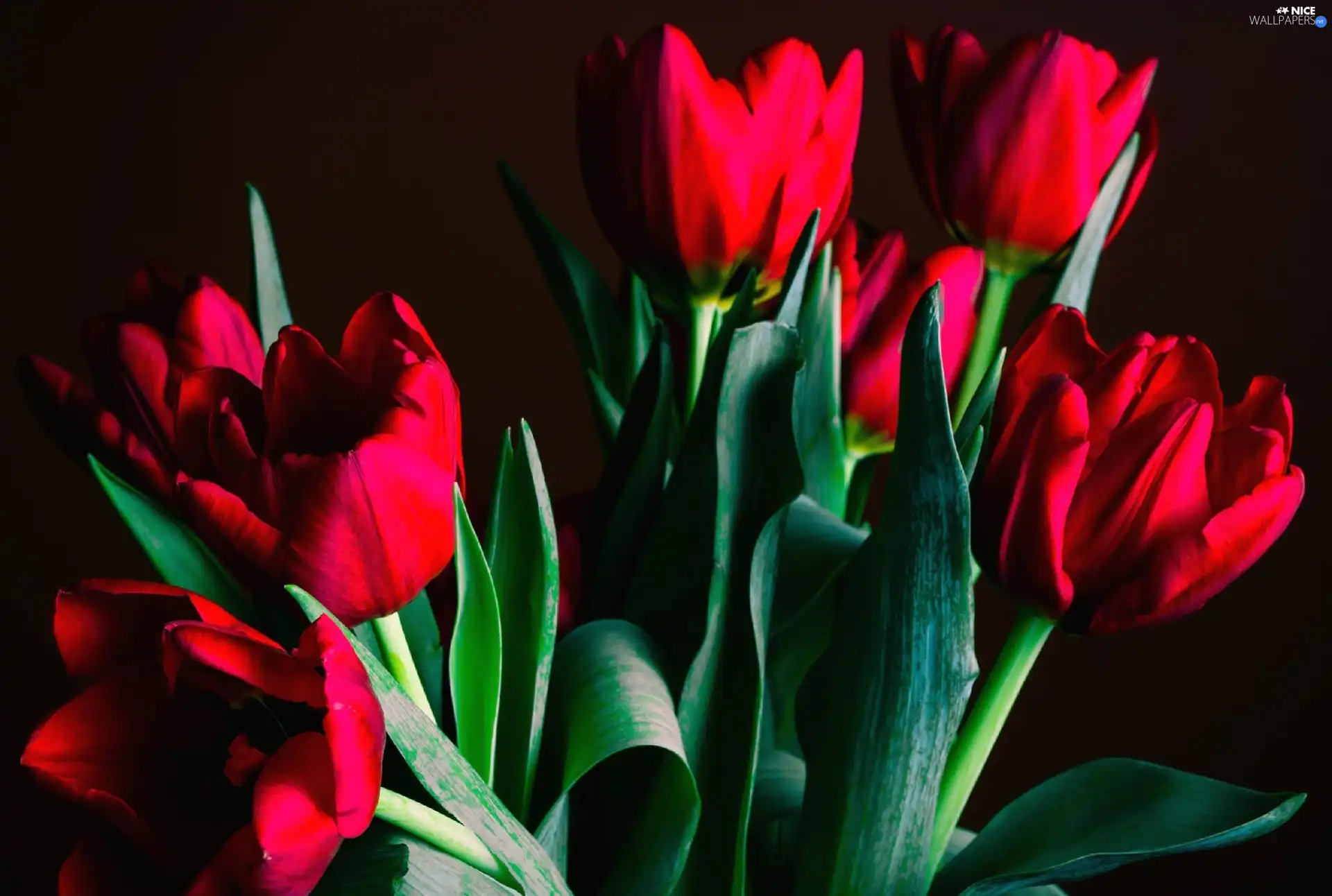 tulips, bouquet, red