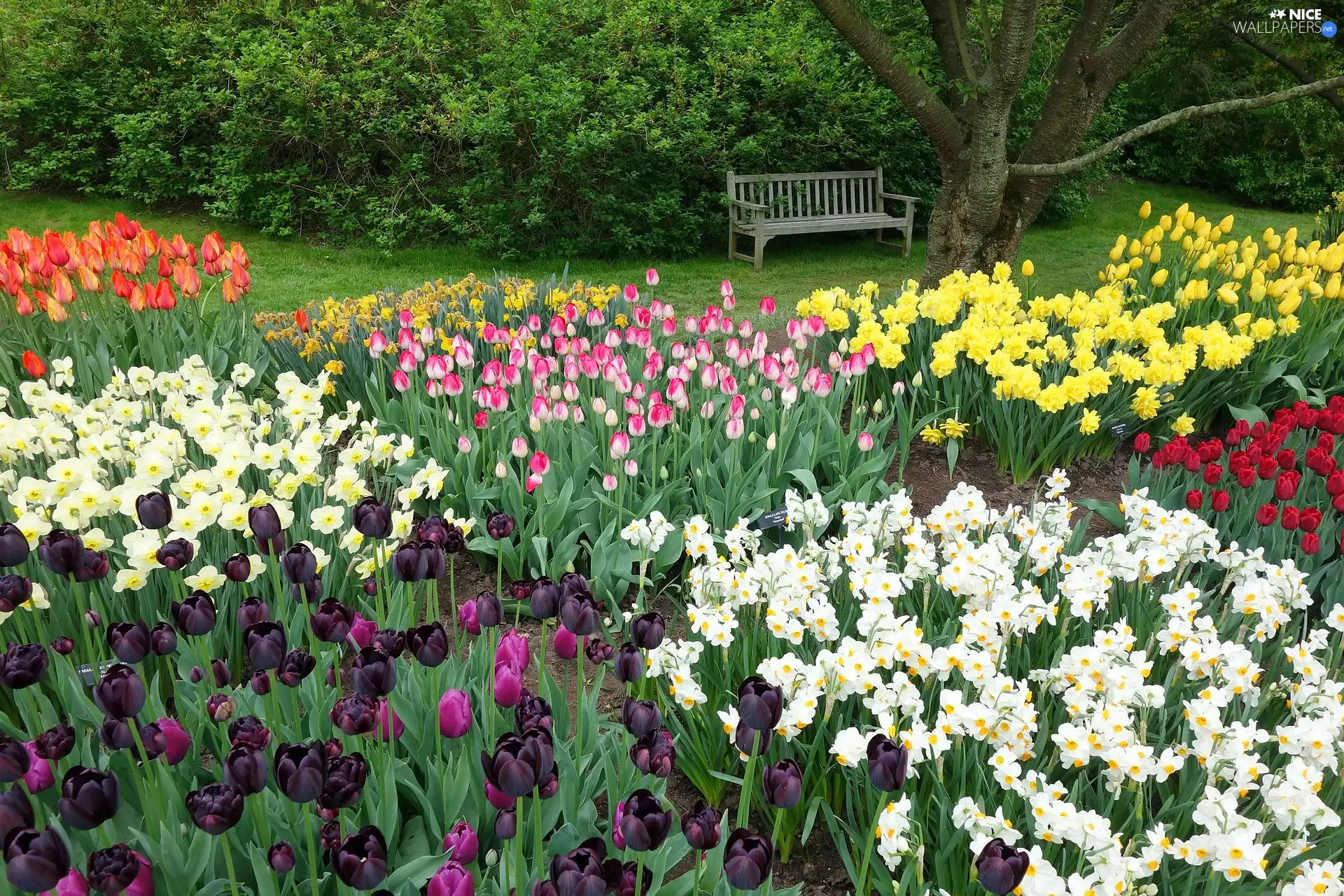 Daffodils, Park, trees, Tulips, Spring, Bench, viewes