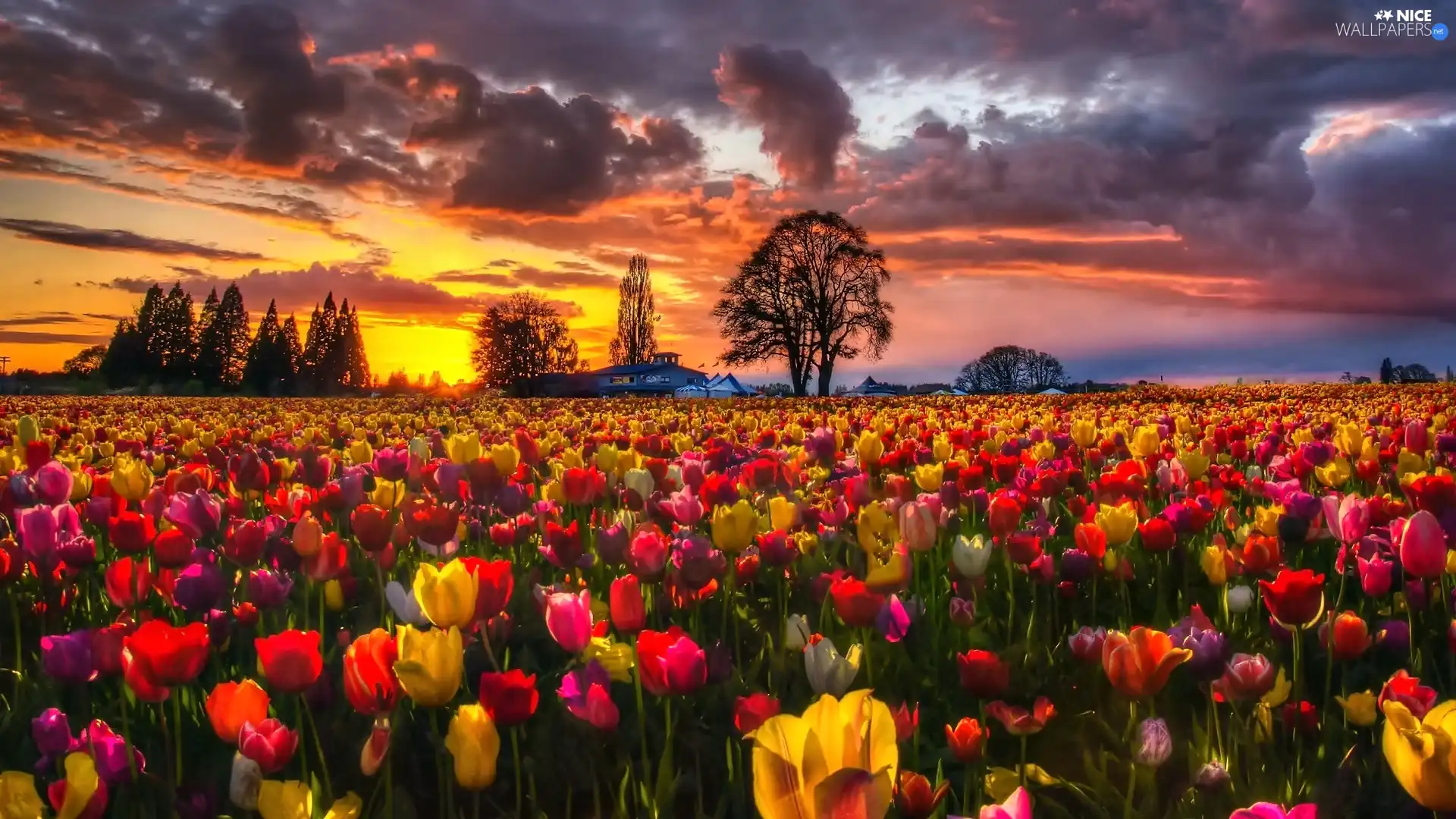 west, color, Tulips, sun