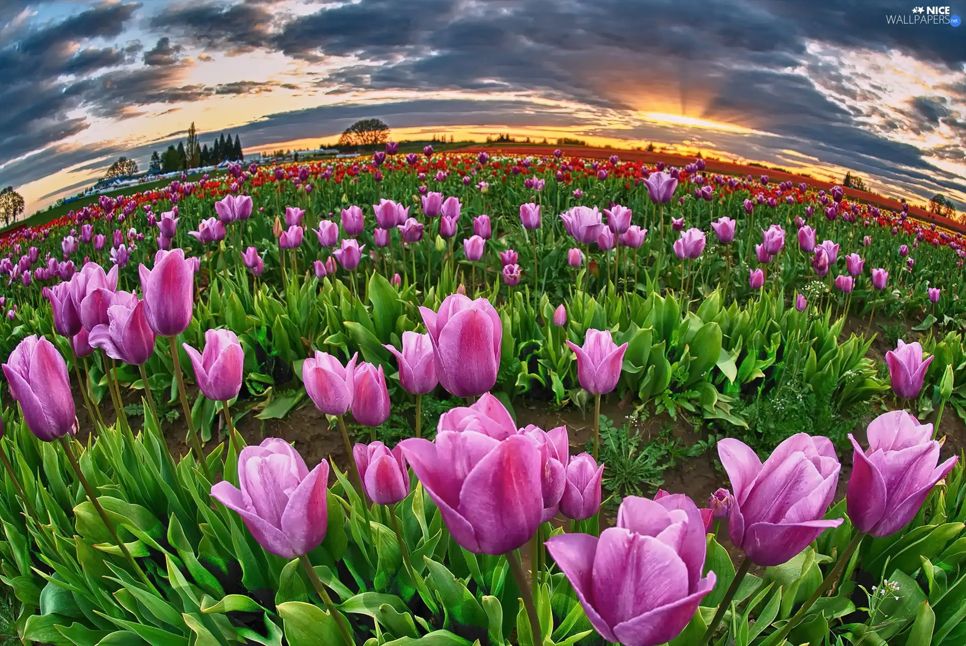 west, cultivation, tulips, sun