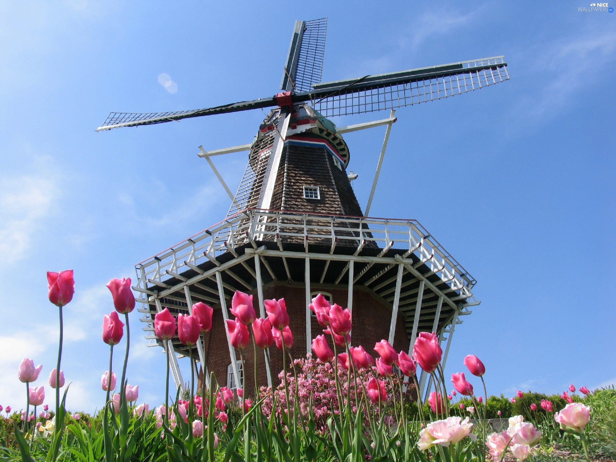 Tulips, Windmill