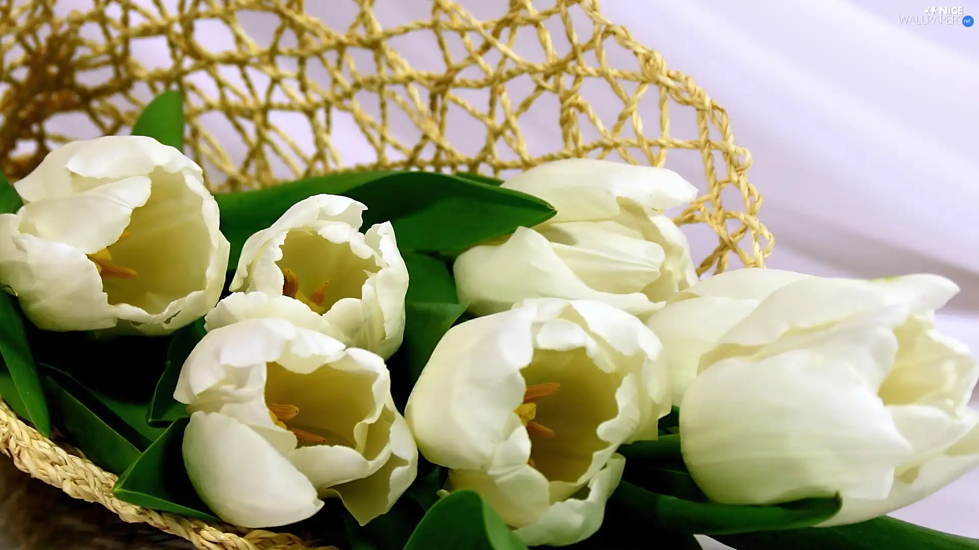 basket-work, White, Tulips, basket