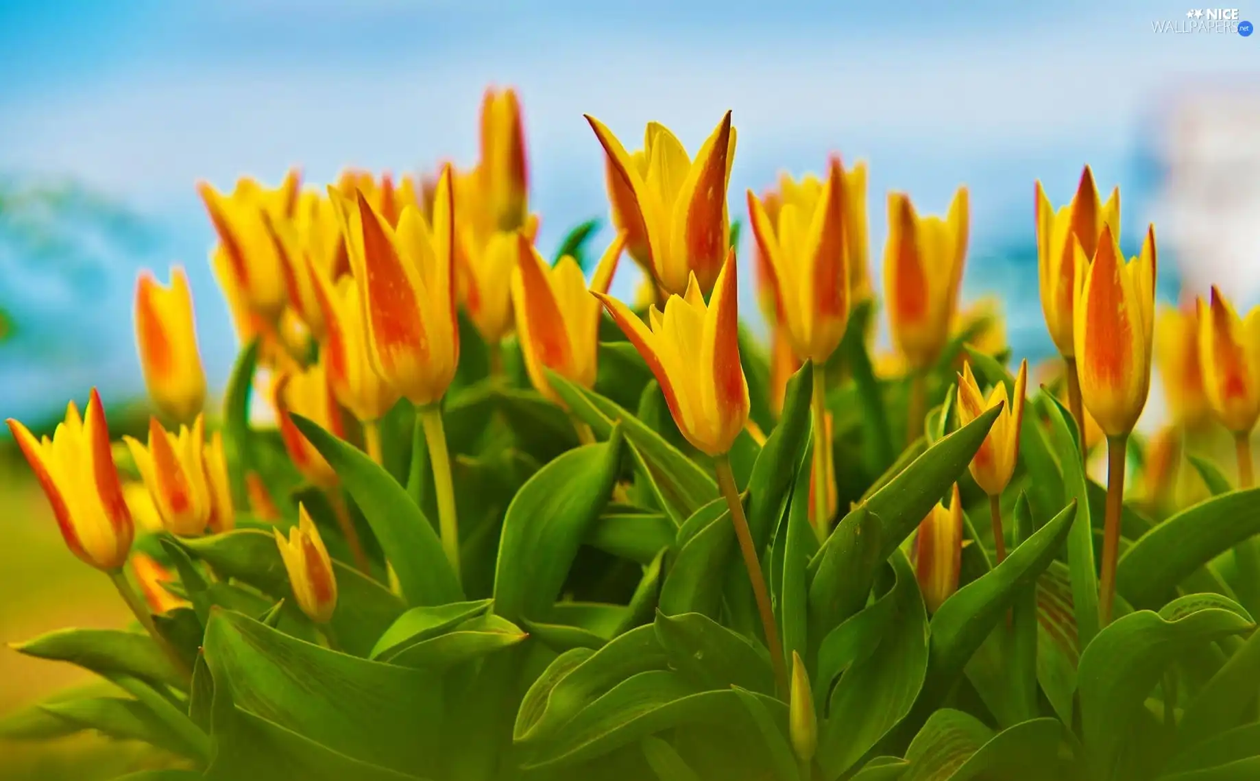 Yellow, Tulips