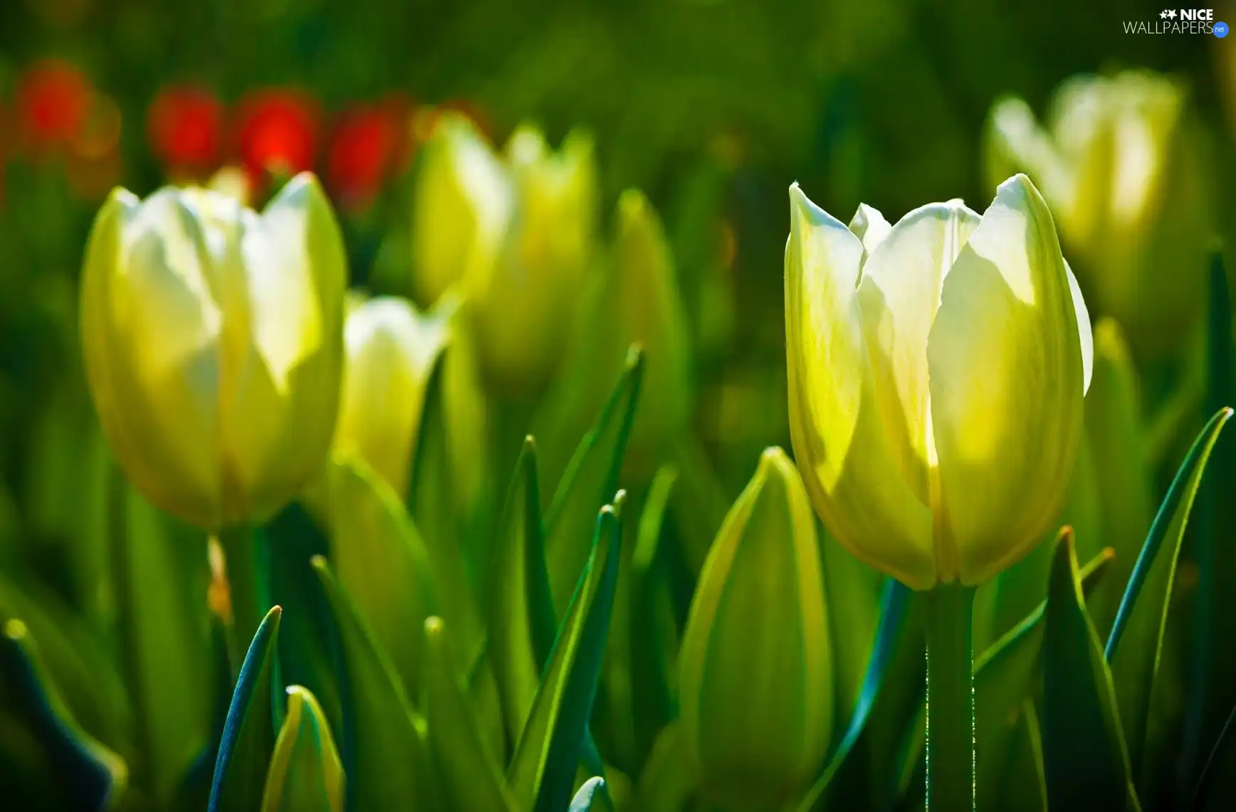 Yellow, Tulips