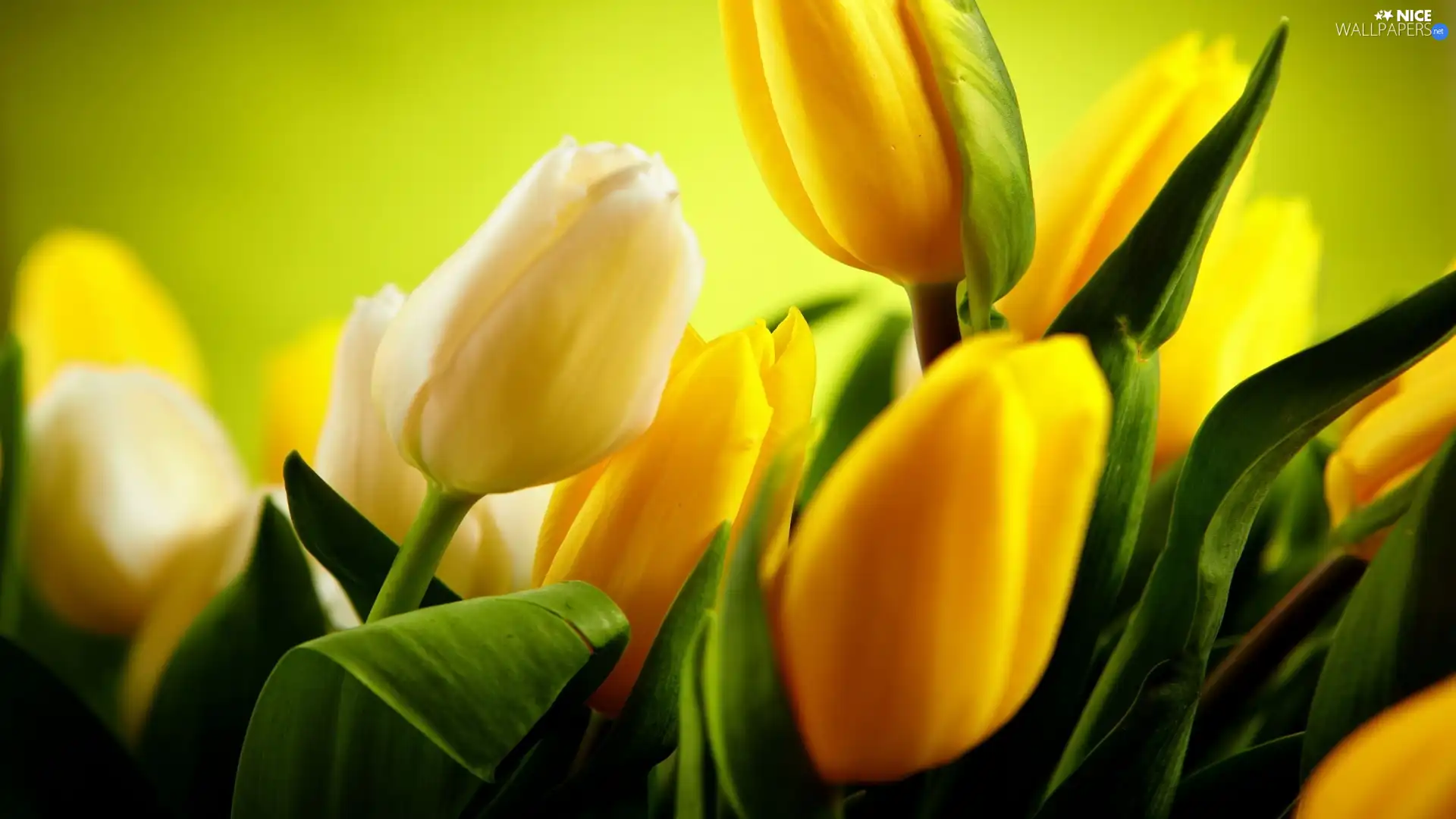 Tulips, White, Yellow