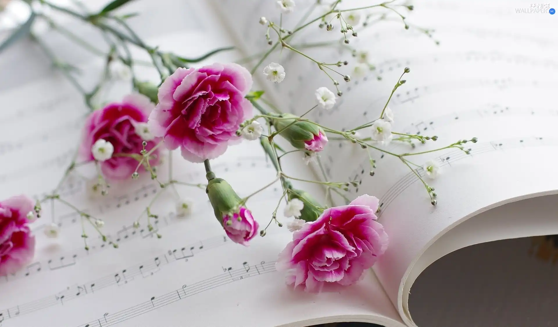 Tunes, Flowers, cloves
