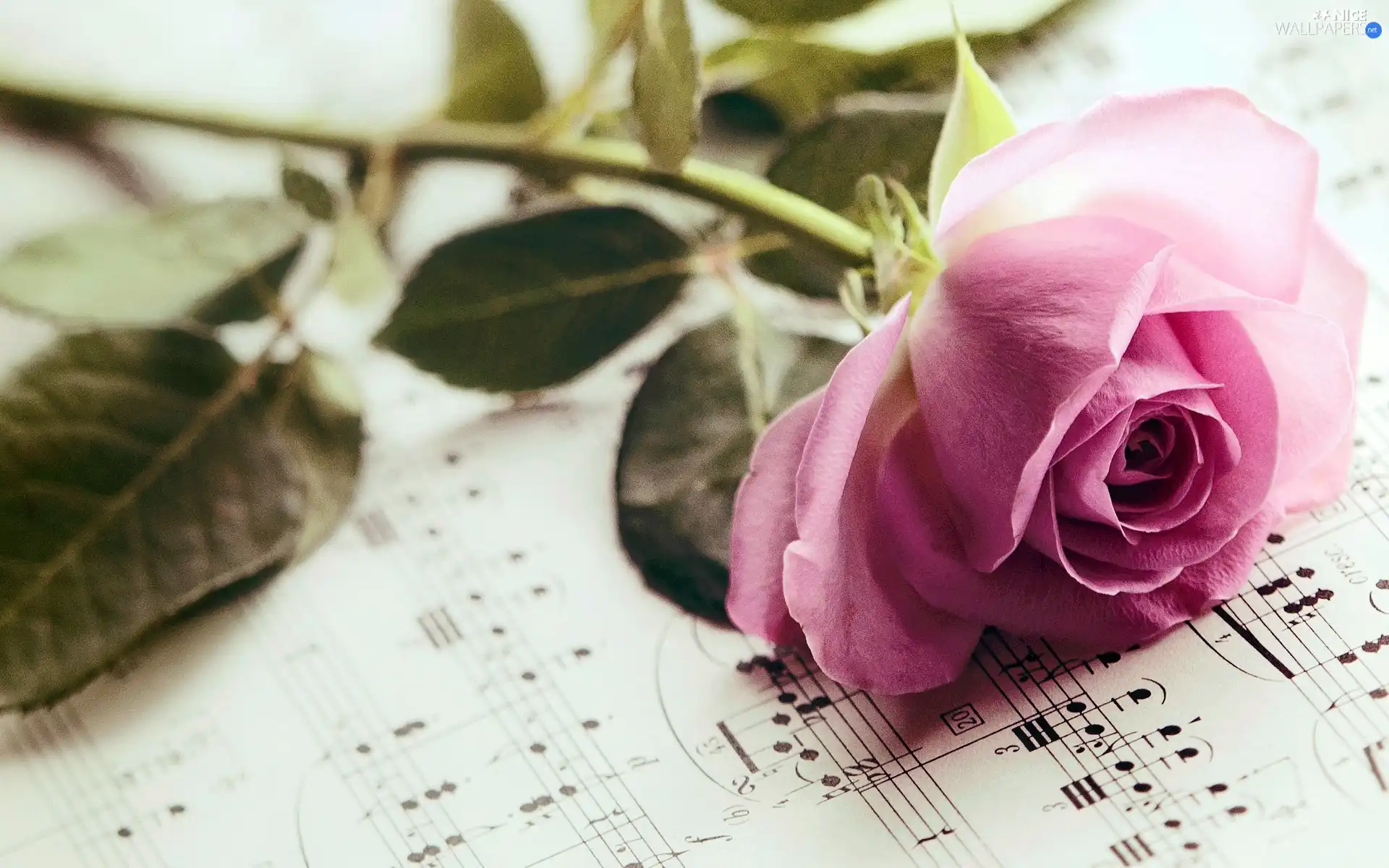 Tunes, Beauty, rose