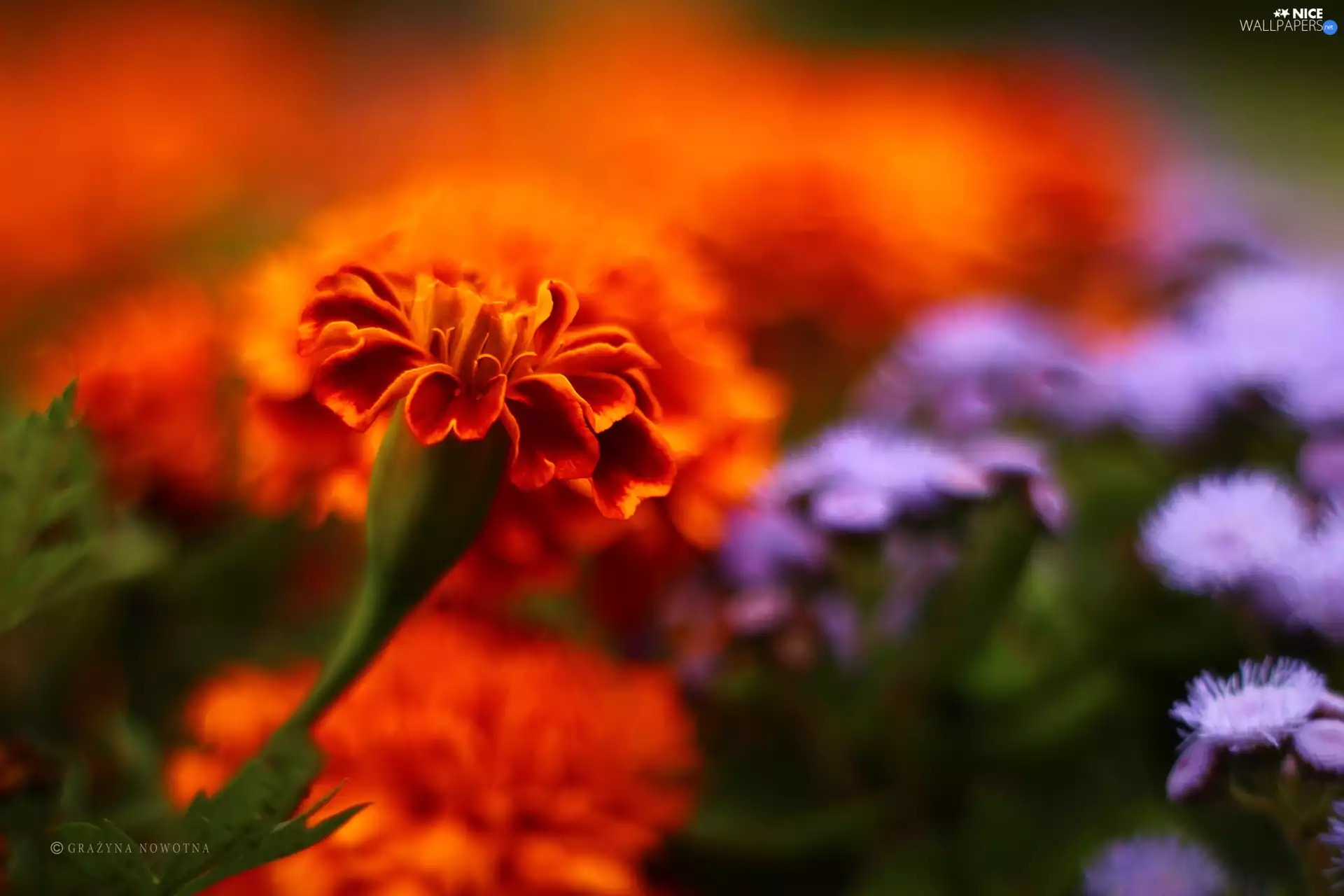 Tagetes, Orange, Flowers, Turki