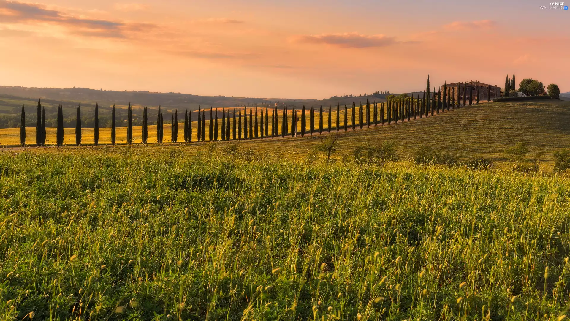 Tuscany, Italy, The Hills, field, Way, house, viewes, cypresses, trees