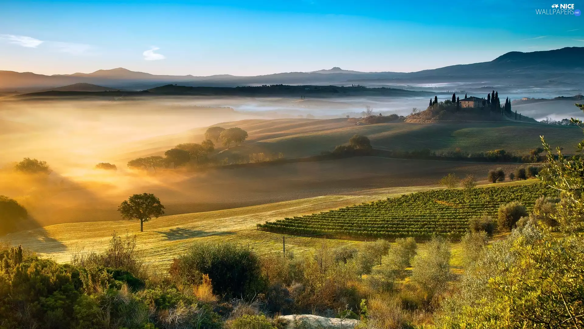 Italy, field, Fog, Tuscany